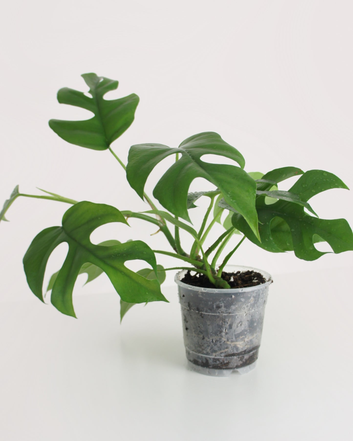 Rhaphidophora Tetrasperma - monstera minima