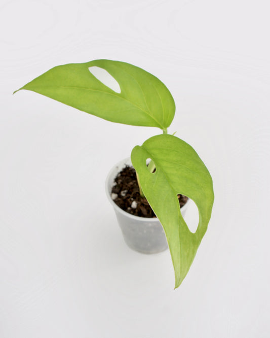 Monstera Acacogayensis