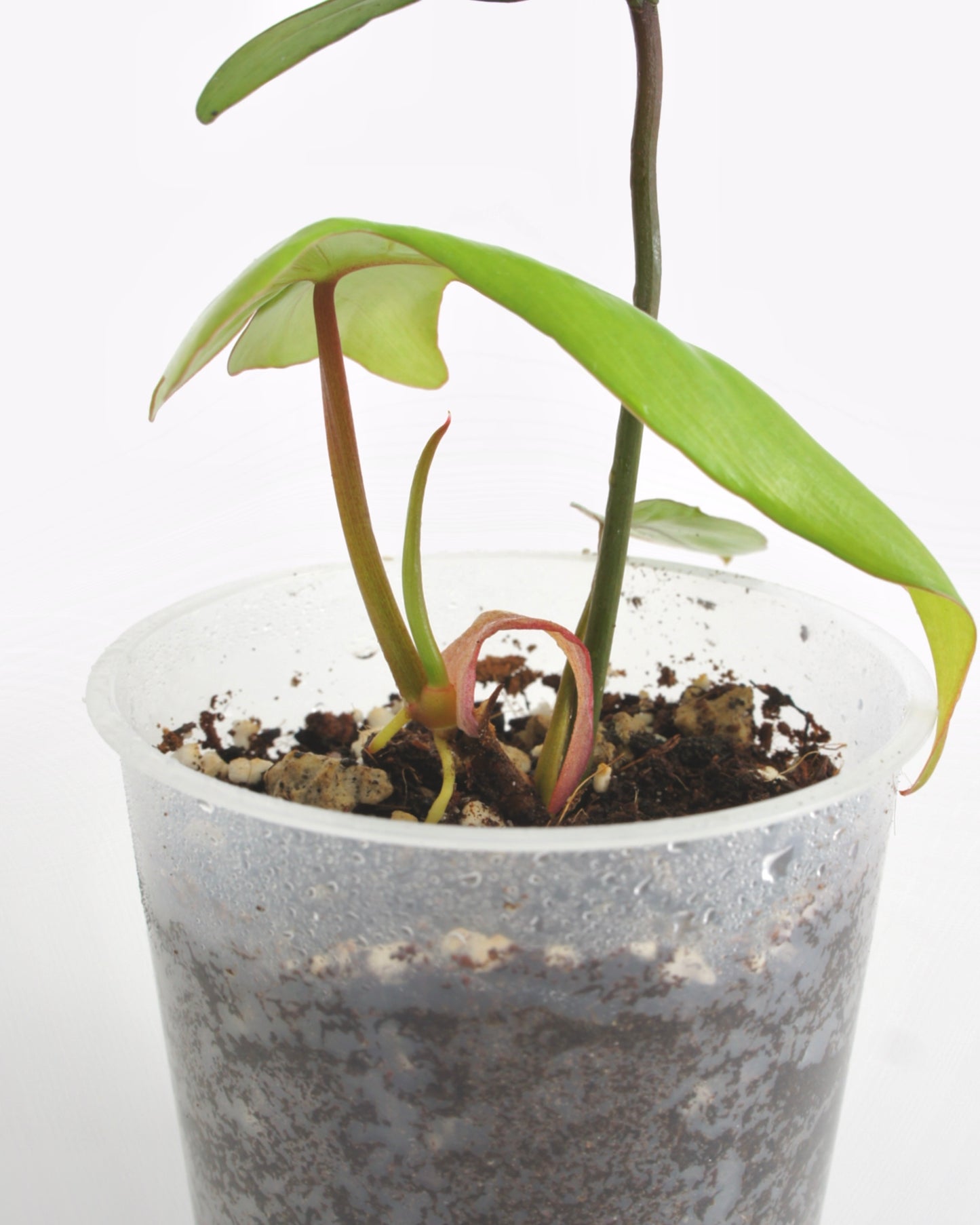 Philodendron Pedatum var Pétiole Rouge