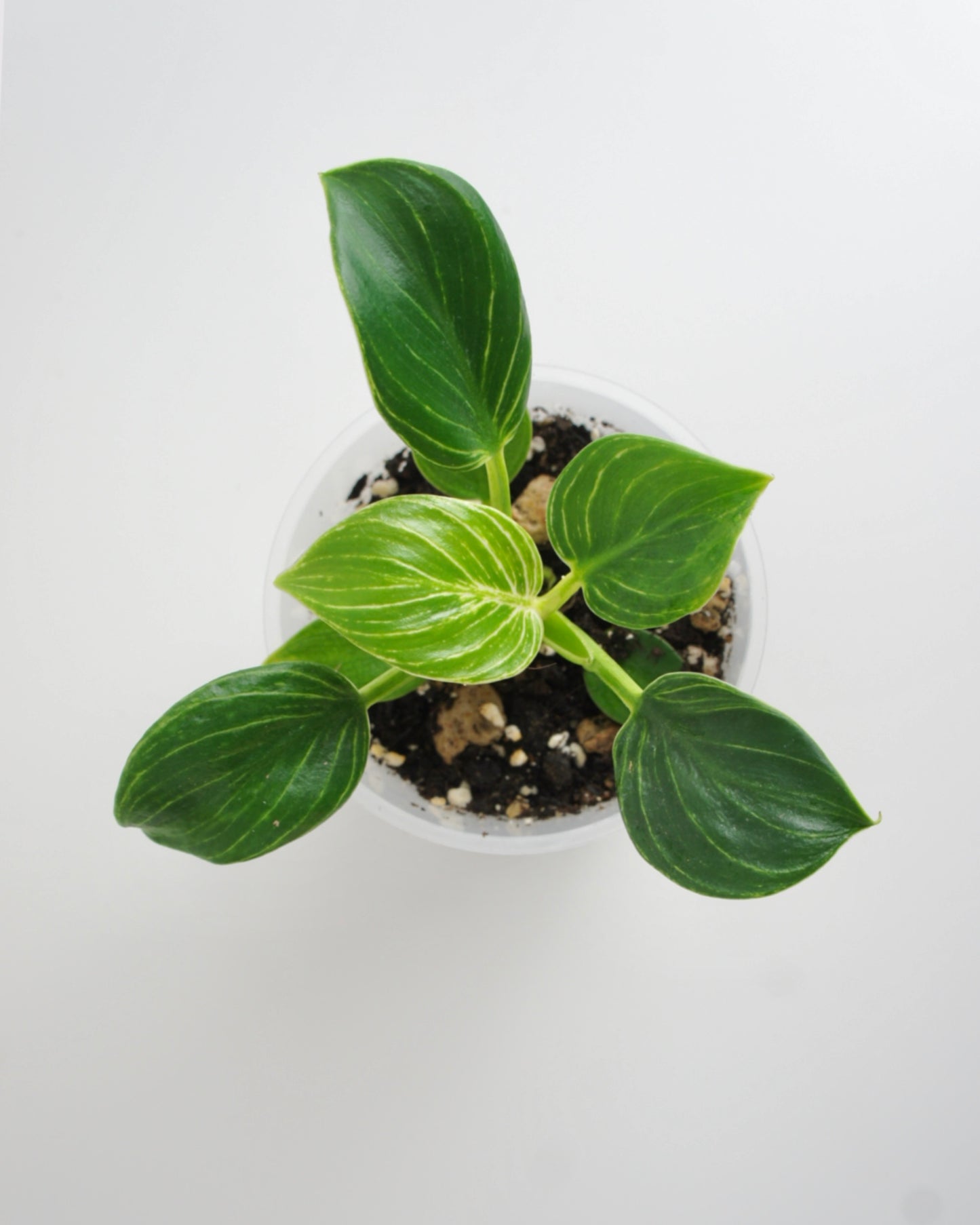 Philodendron Birkin