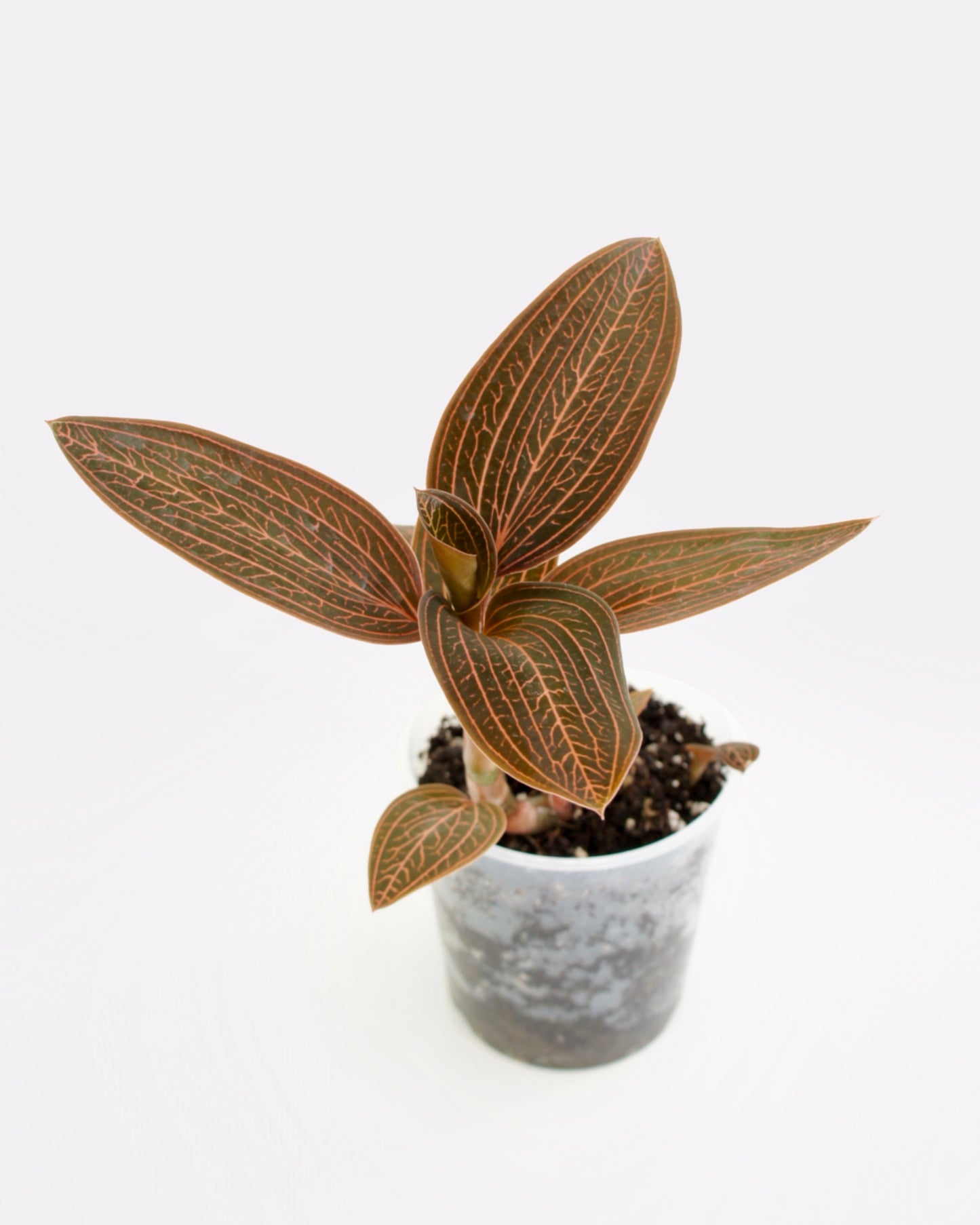 Anoectochilus Roxburghii x Ludisia Discolor - Orchidée bijou