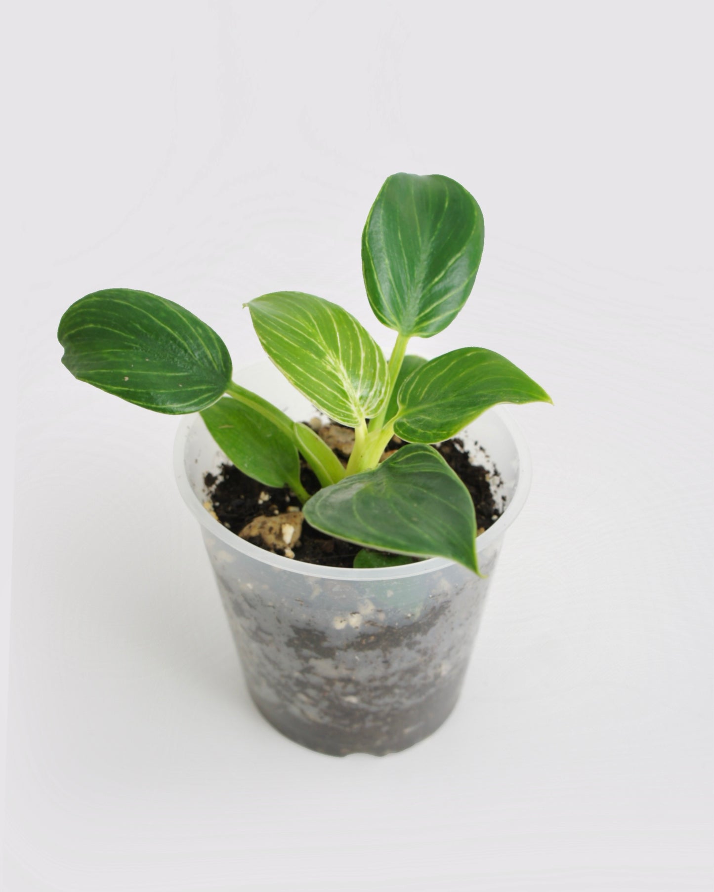 Philodendron Birkin