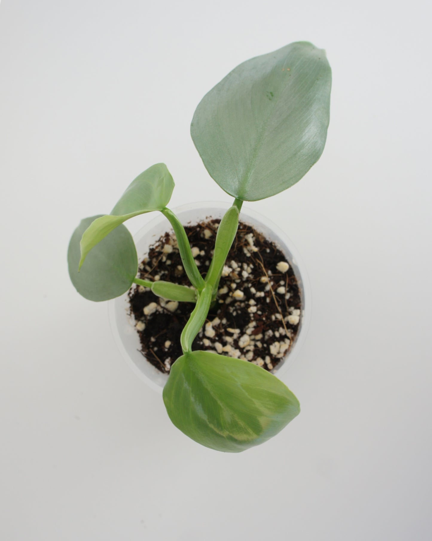 Philodendron Hastatum - Silver Sword