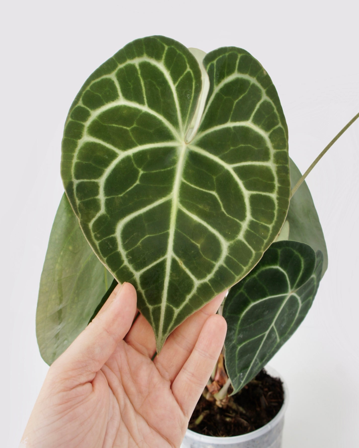 Anthurium Clarinervium