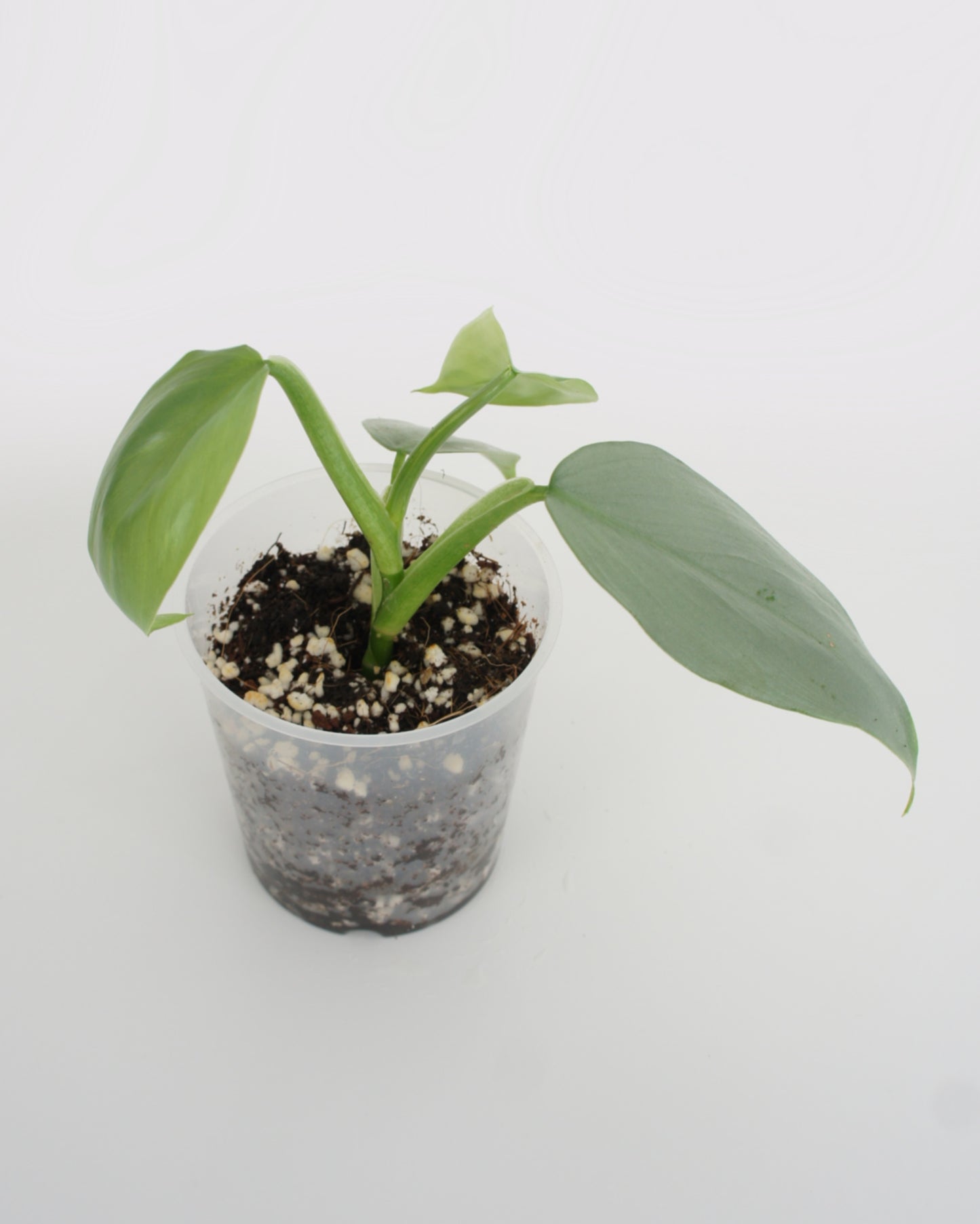 Philodendron Hastatum - Silver Sword