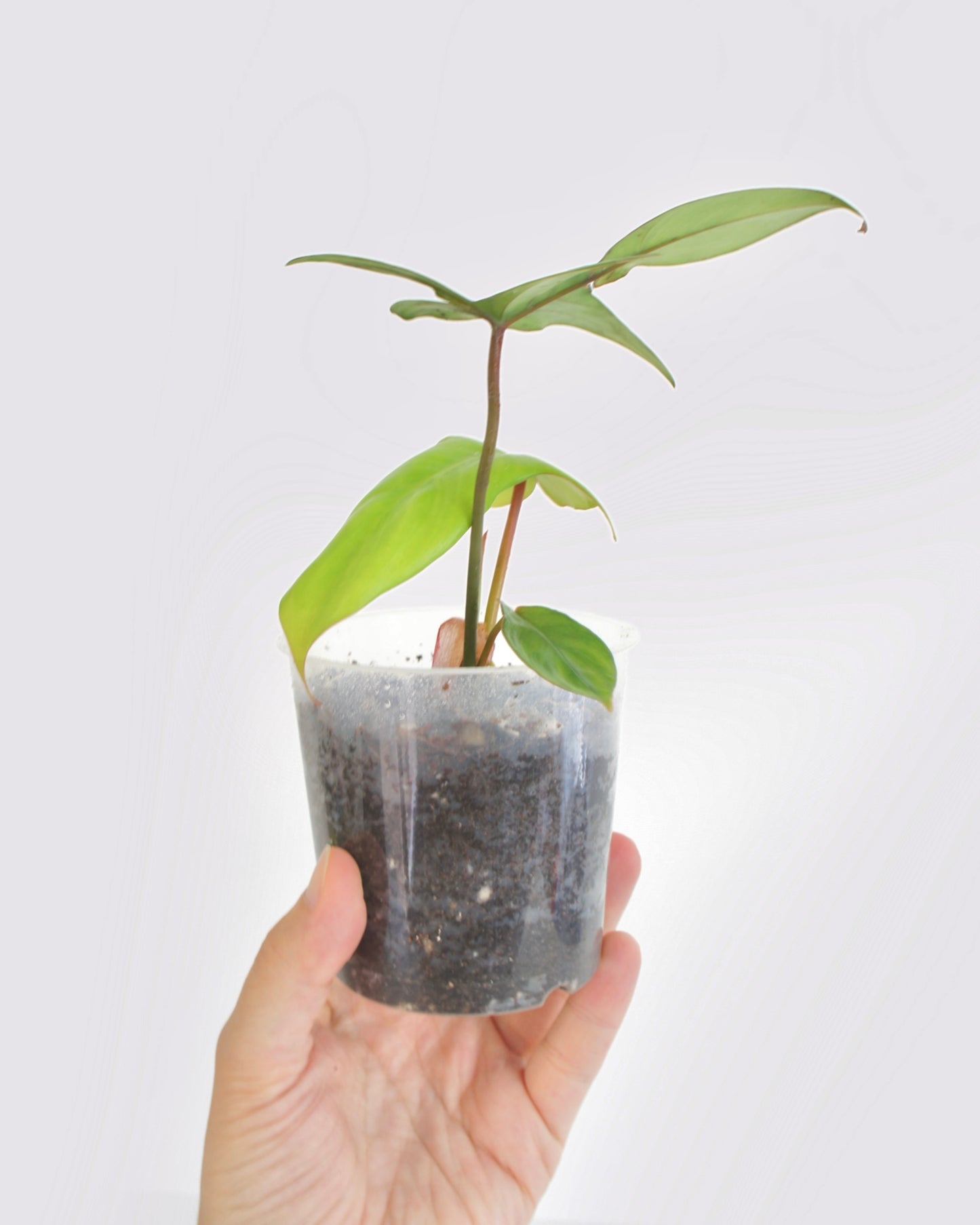 Philodendron Pedatum var Pétiole Rouge