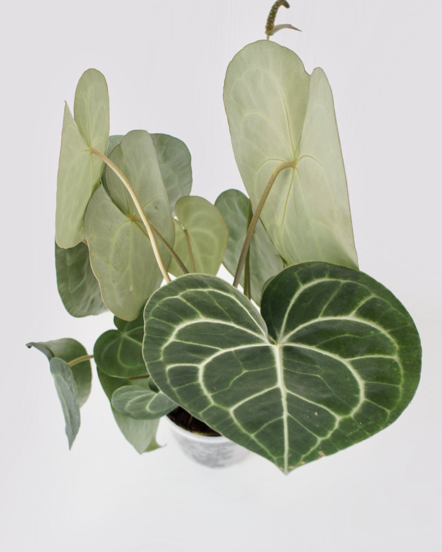 Anthurium Clarinervium