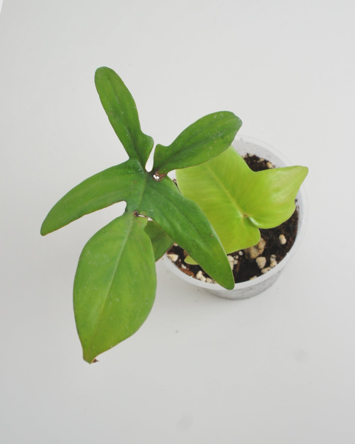 Philodendron Pedatum var Pétiole Rouge