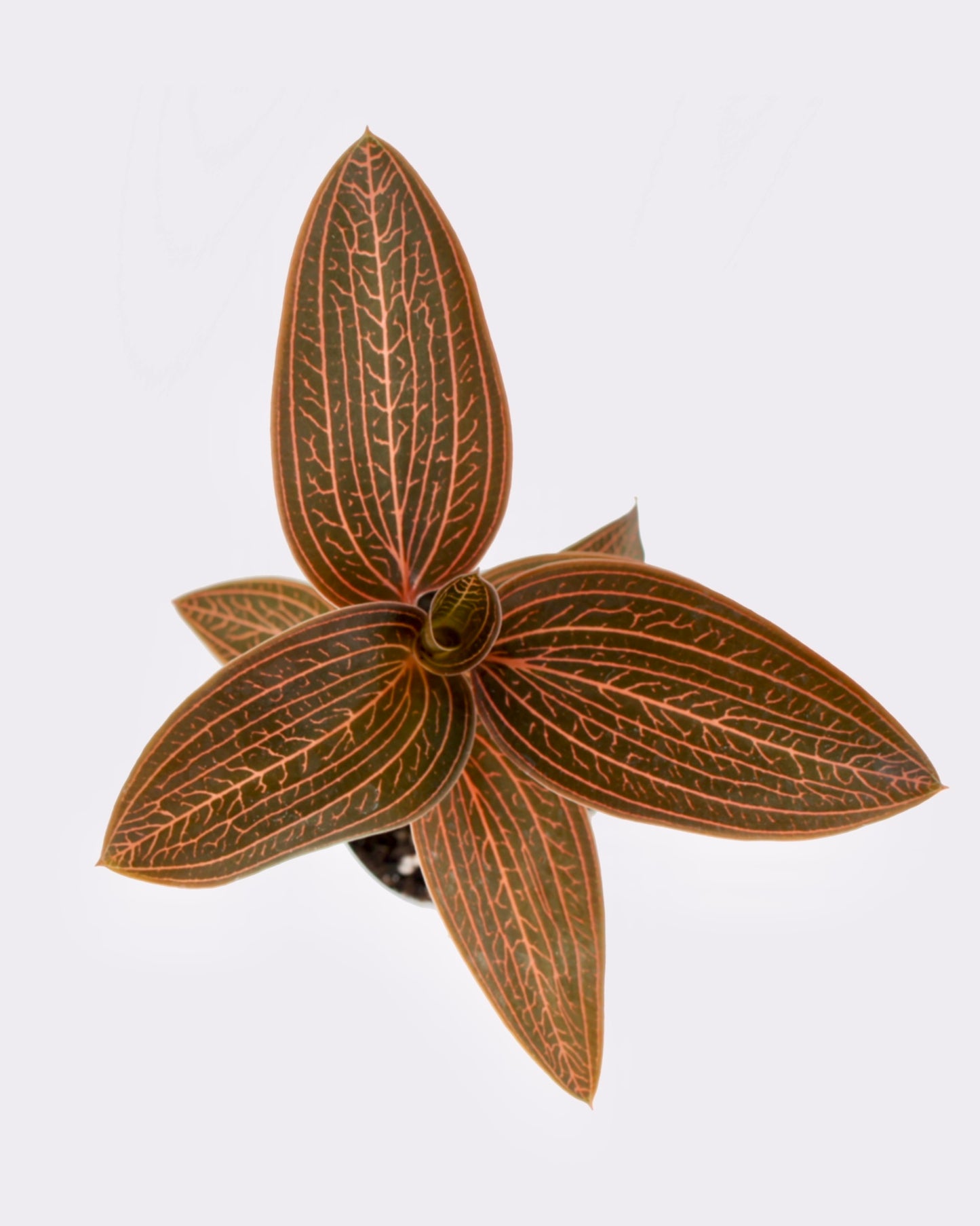 Anoectochilus Roxburghii x Ludisia Discolor - Orchidée bijou