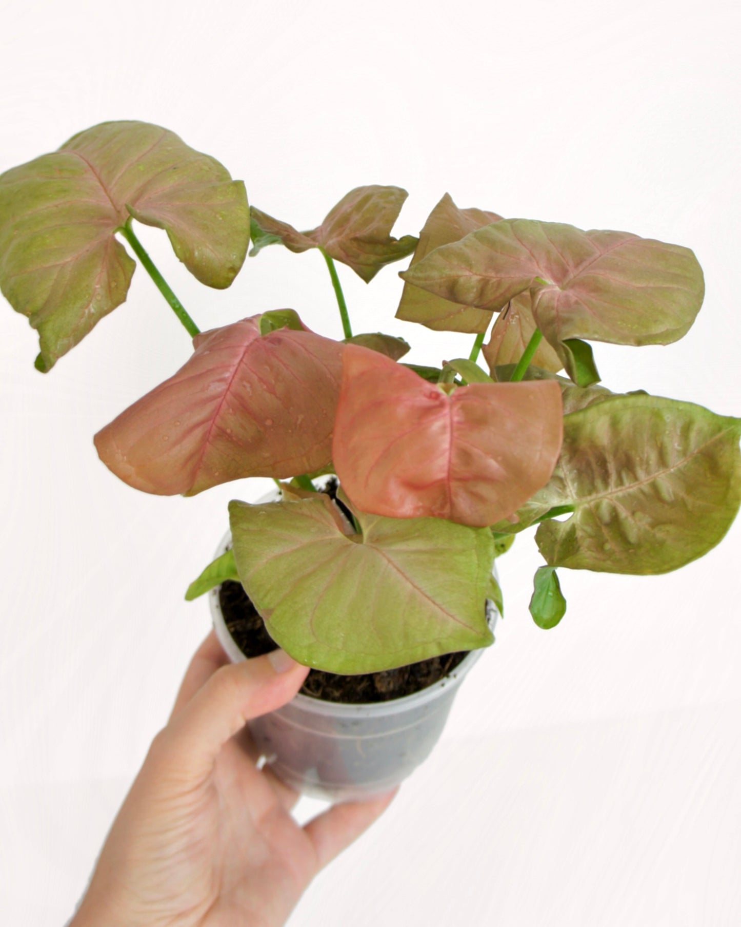 Syngonium Neon Robusta