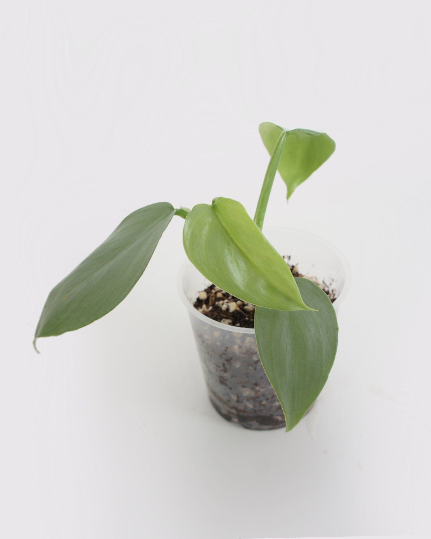 Philodendron Hastatum - Silver Sword