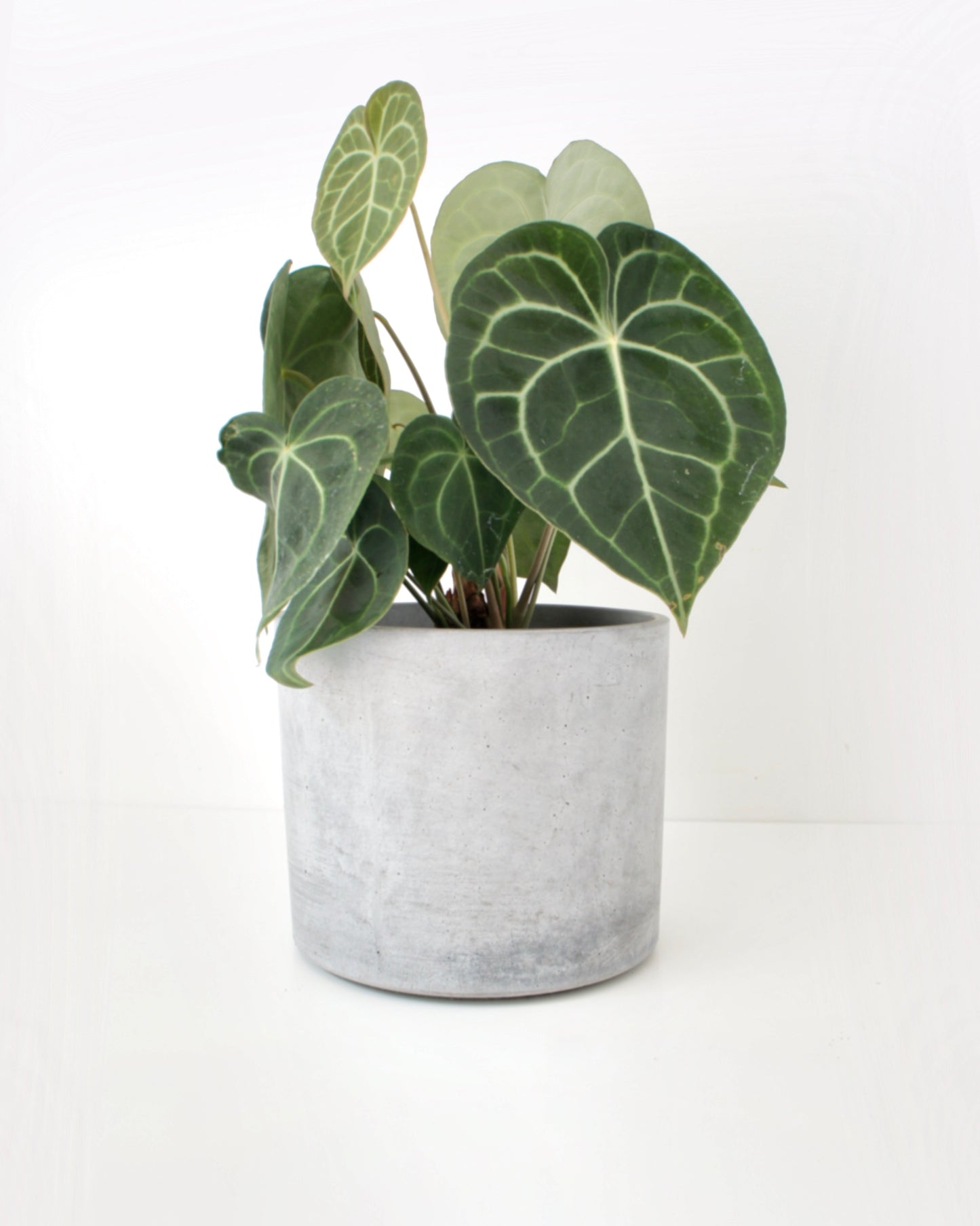 Anthurium Clarinervium