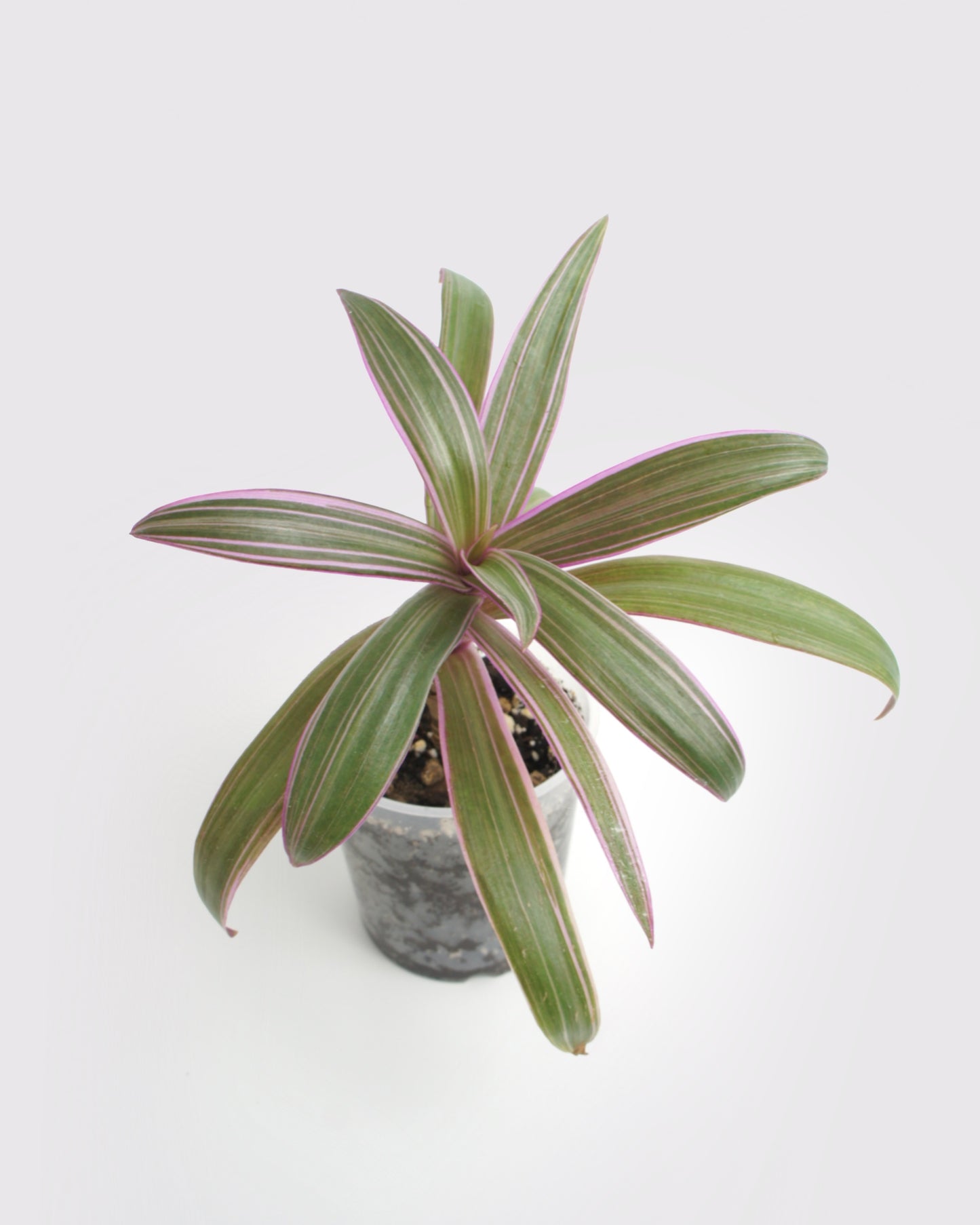 Tradescantia Spathacea - Misère