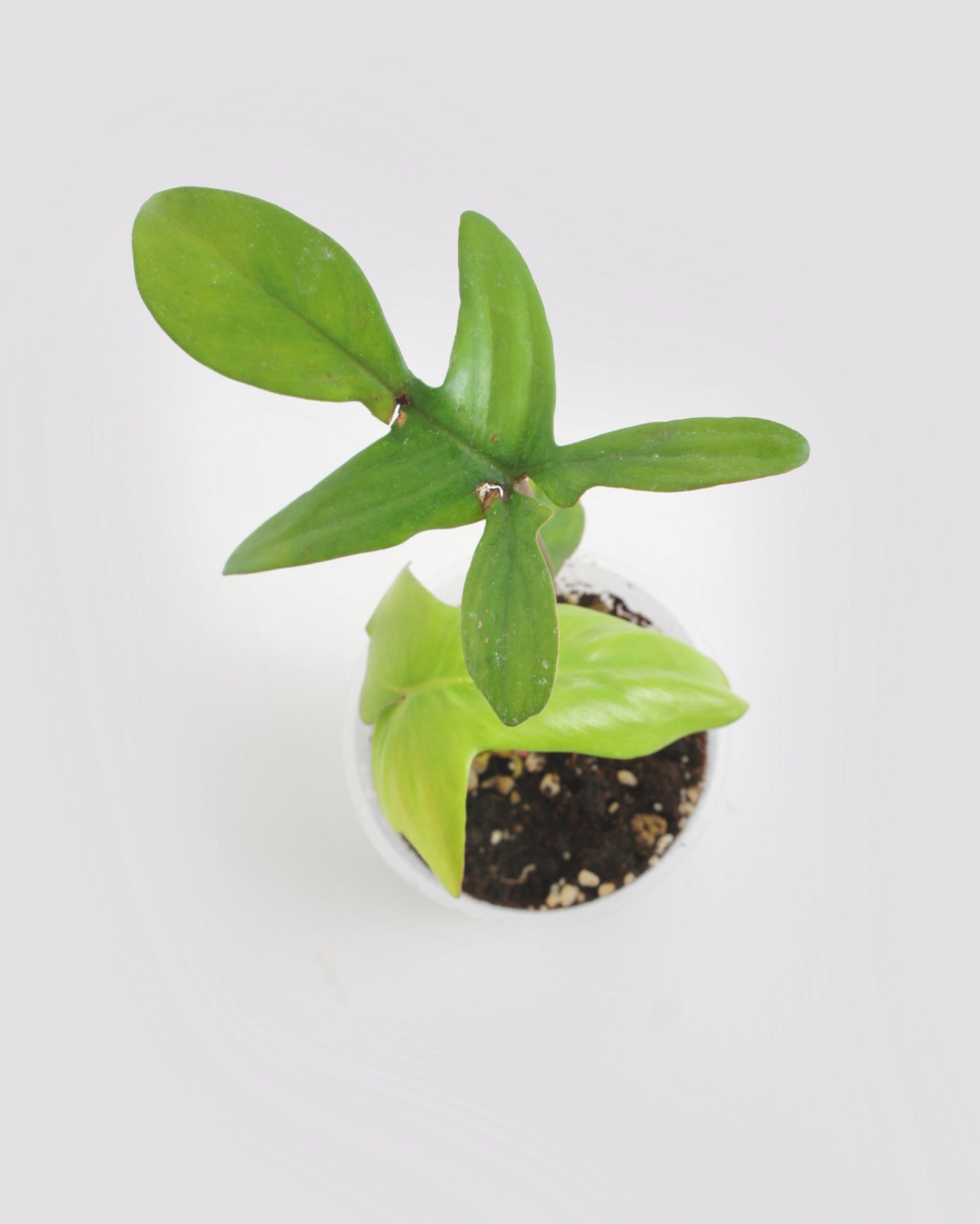 Philodendron Pedatum var Pétiole Rouge