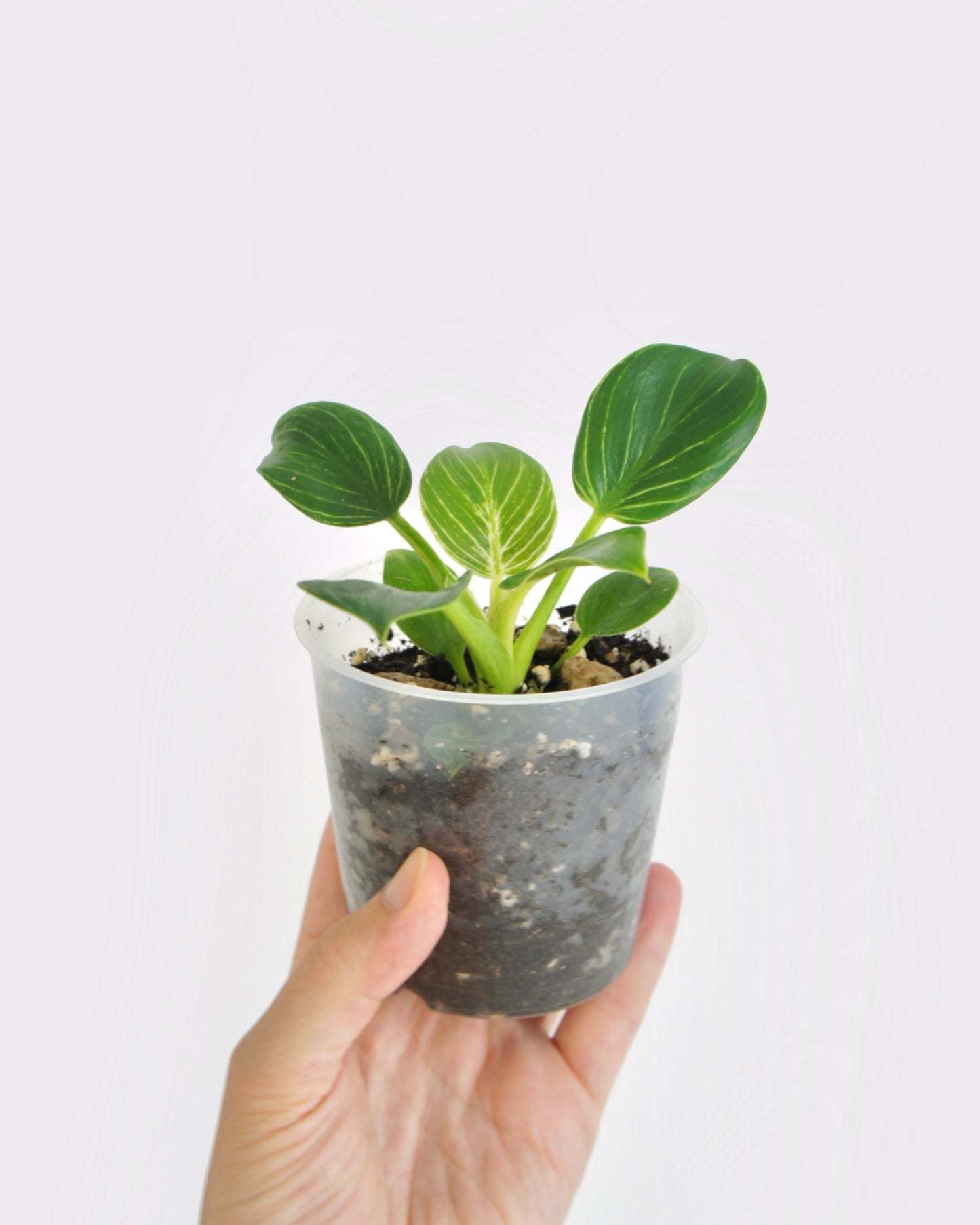 Philodendron Birkin