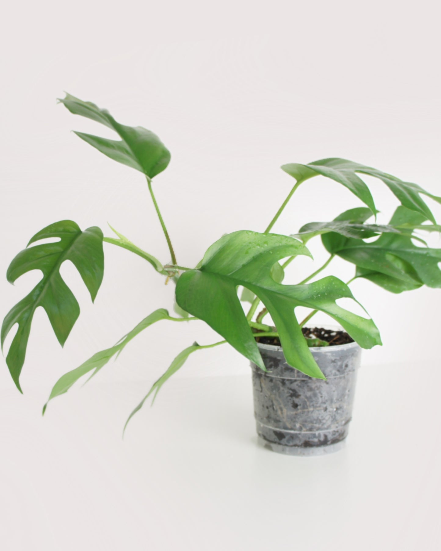 Rhaphidophora Tetrasperma - monstera minima