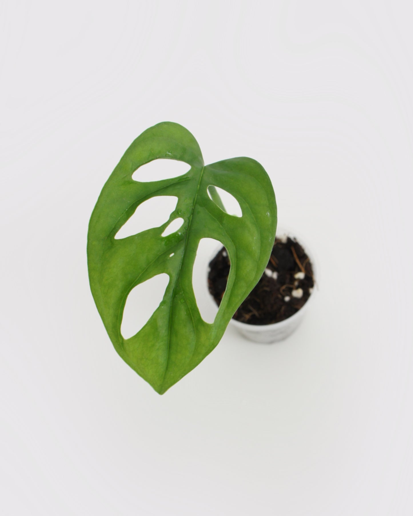 Monstera Adansonii - mini
