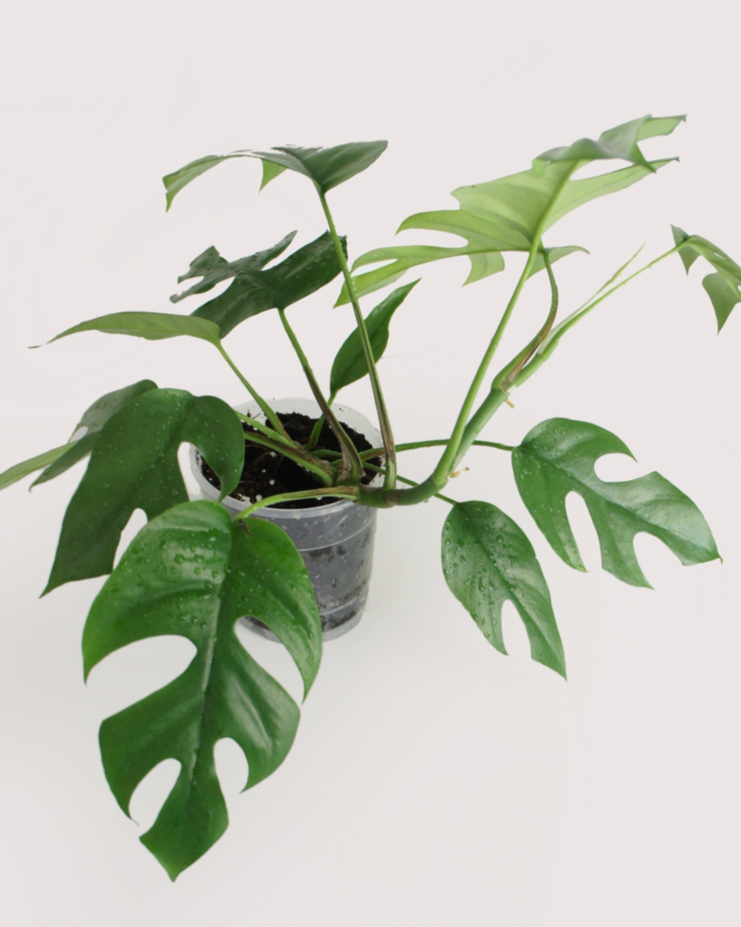 Rhaphidophora Tetrasperma - monstera minima
