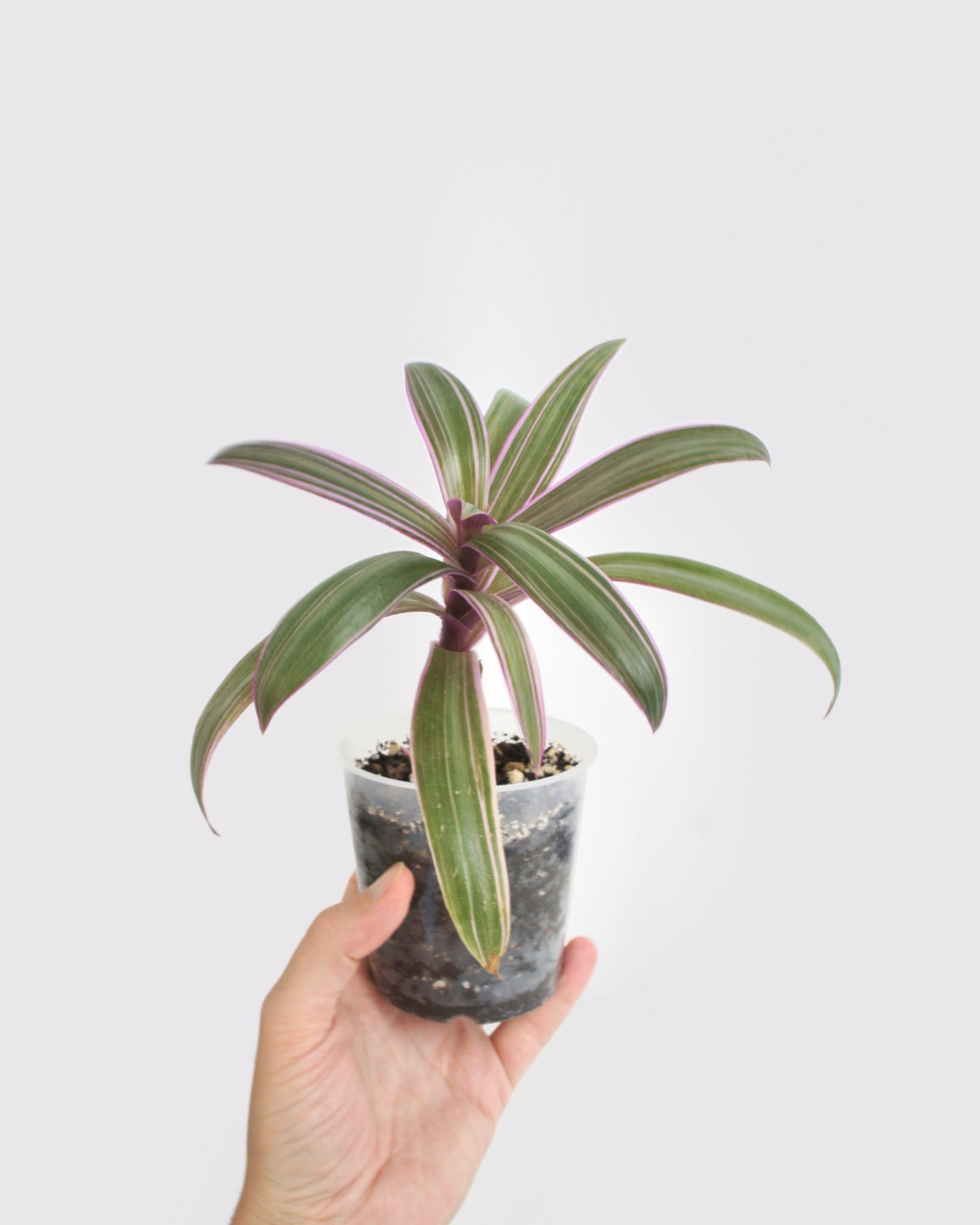 Tradescantia Spathacea - Misère