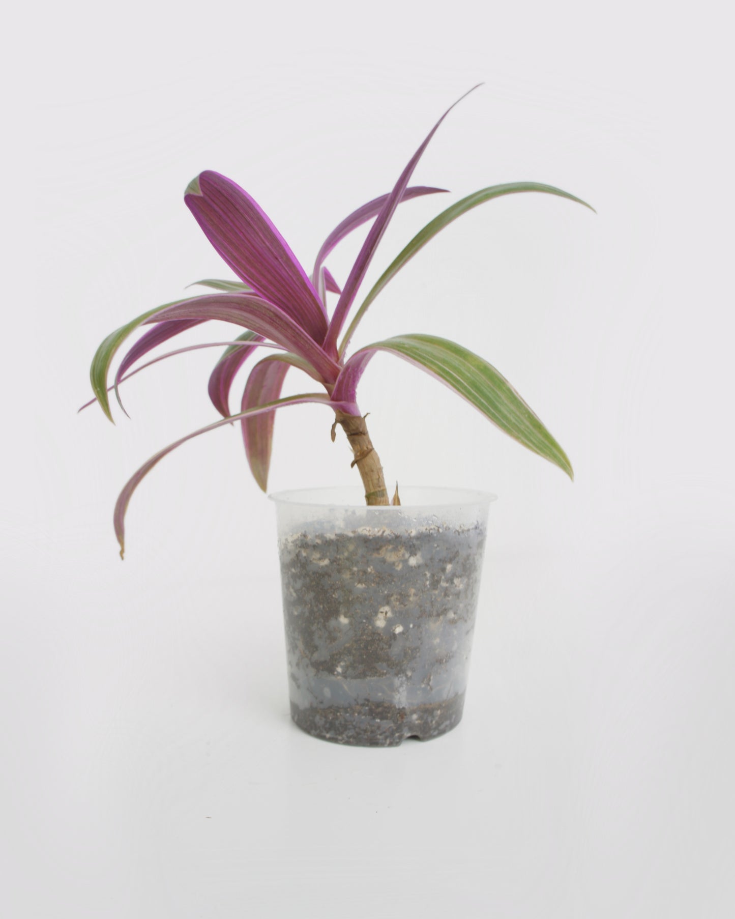 Tradescantia Spathacea - Misère