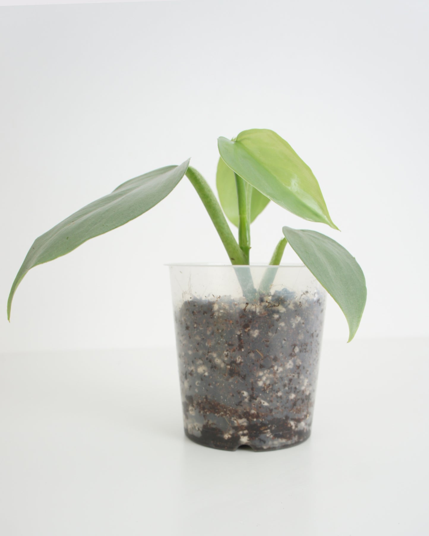 Philodendron Hastatum - Silver Sword