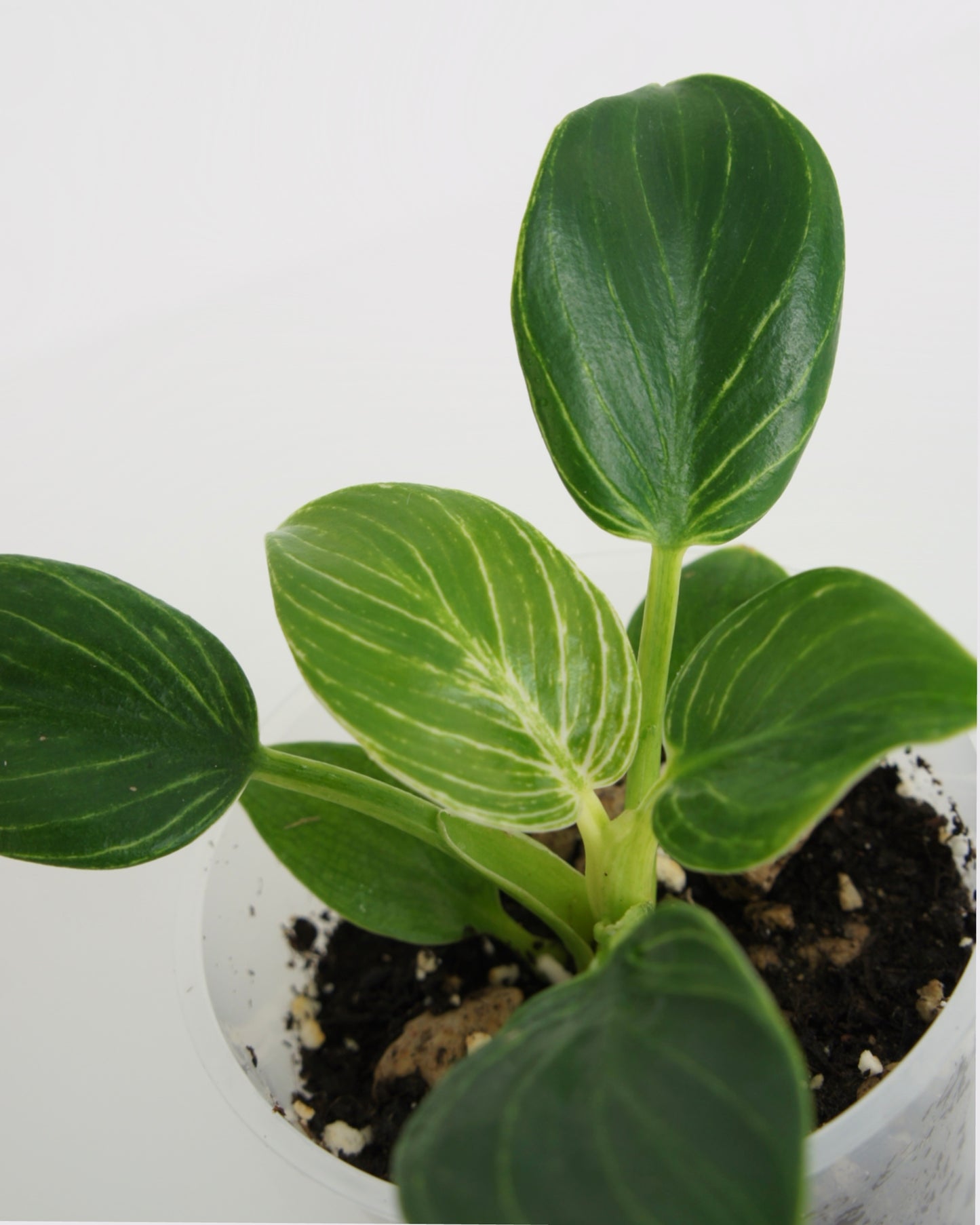 Philodendron Birkin