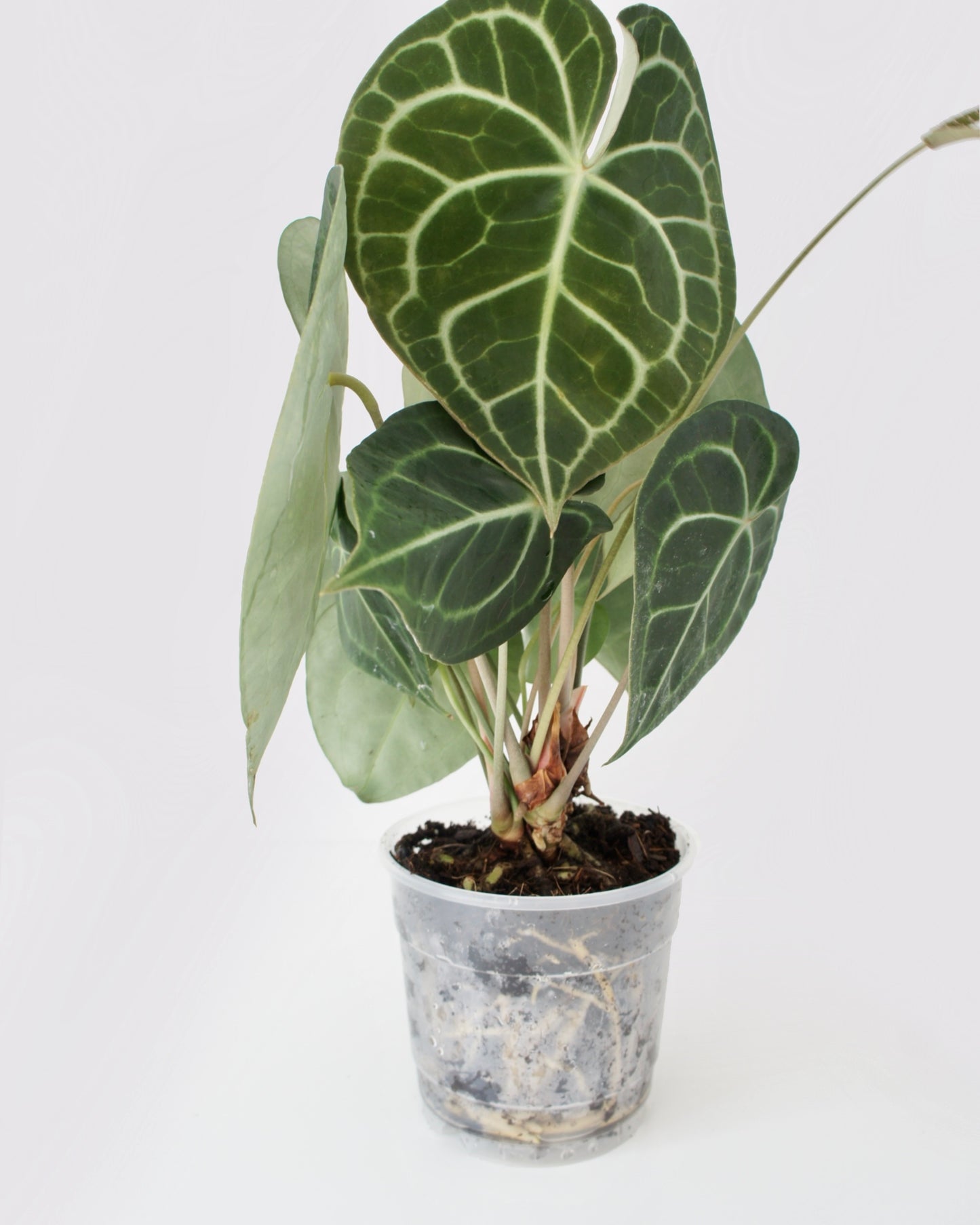 Anthurium Clarinervium