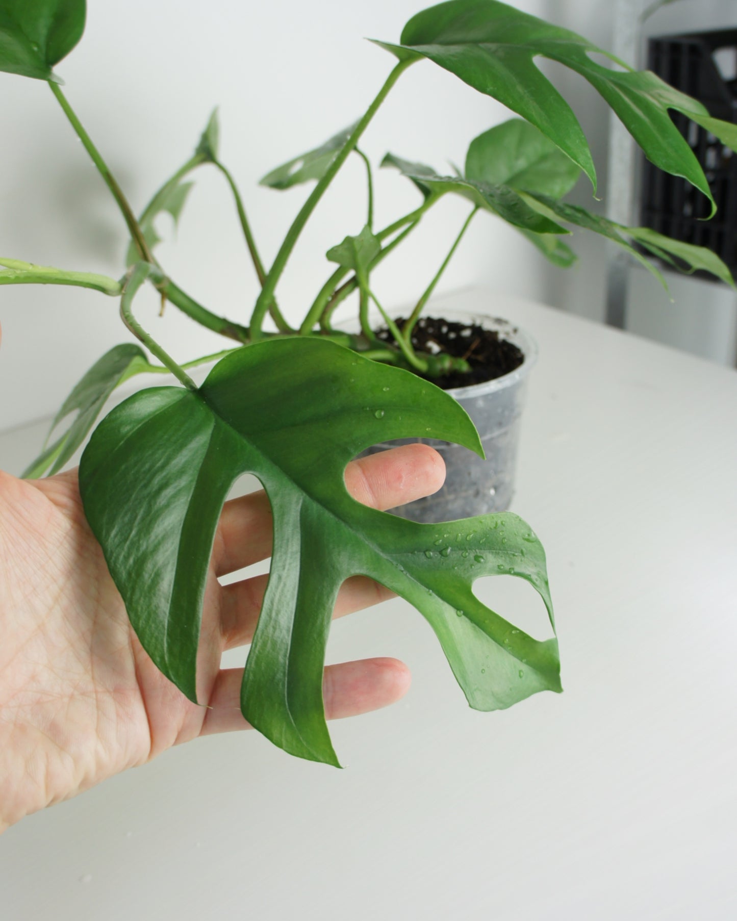 Rhaphidophora Tetrasperma - monstera minima