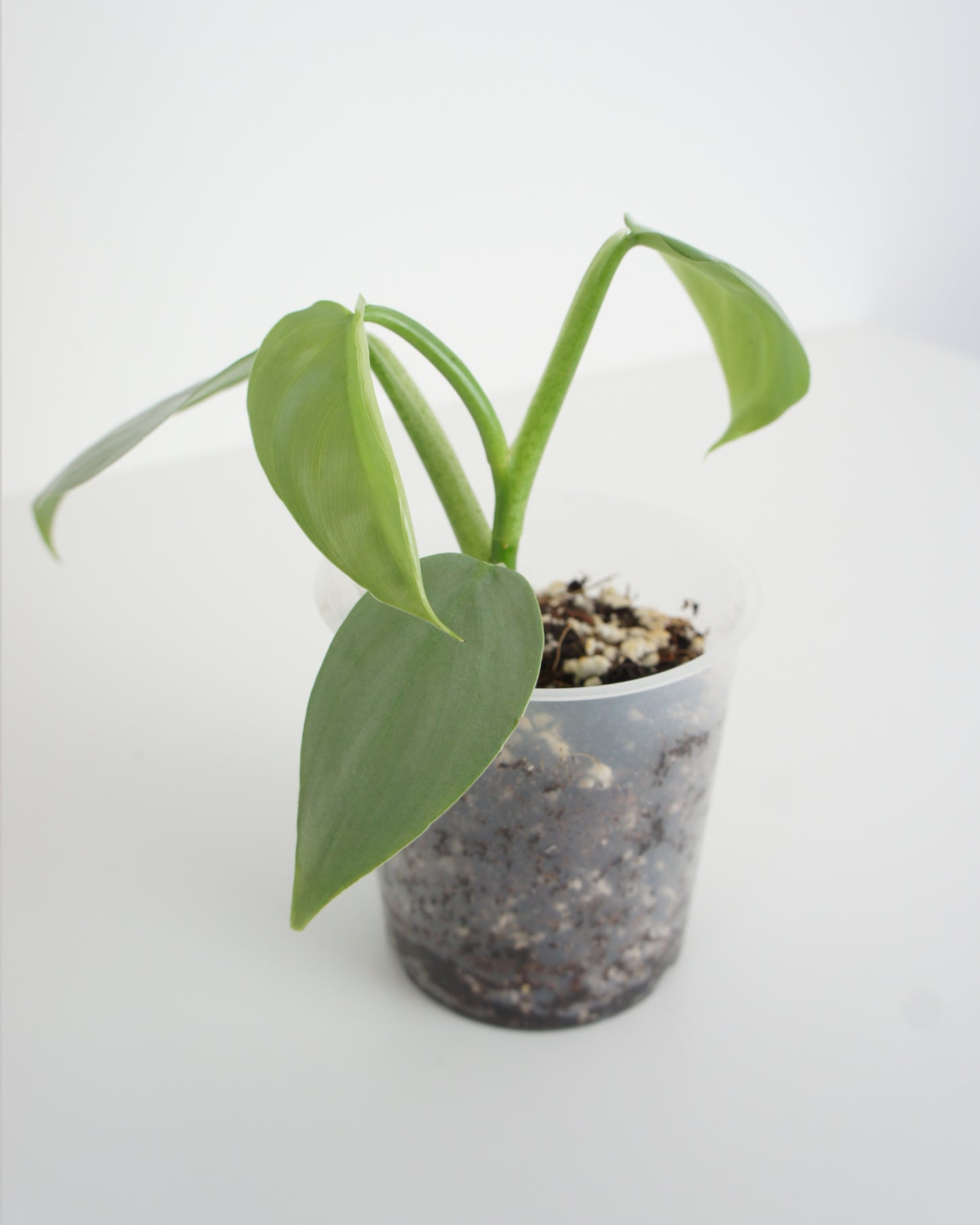 Philodendron Hastatum - Silver Sword