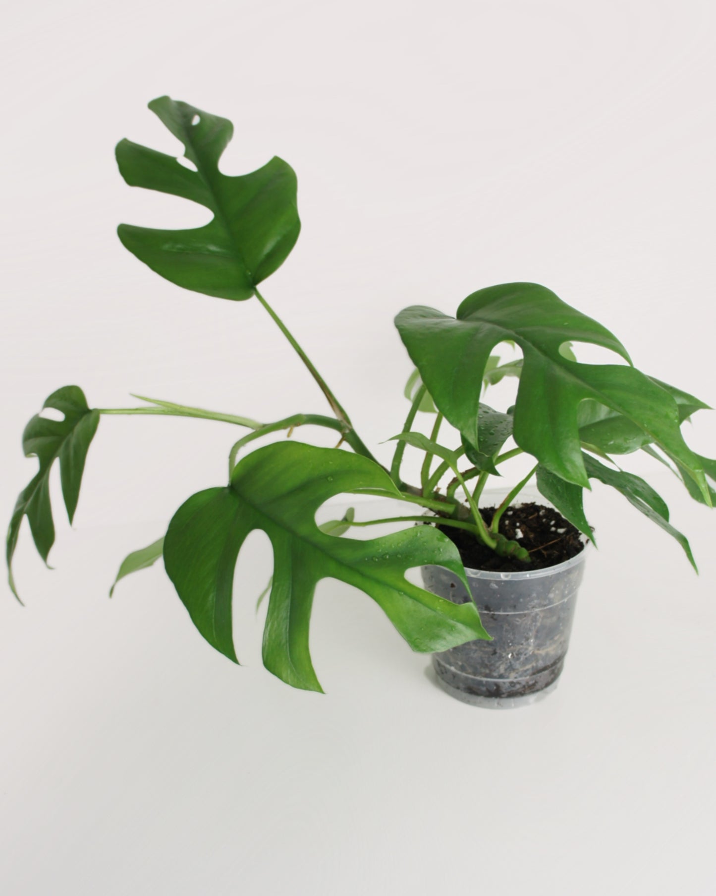 Rhaphidophora Tetrasperma - monstera minima
