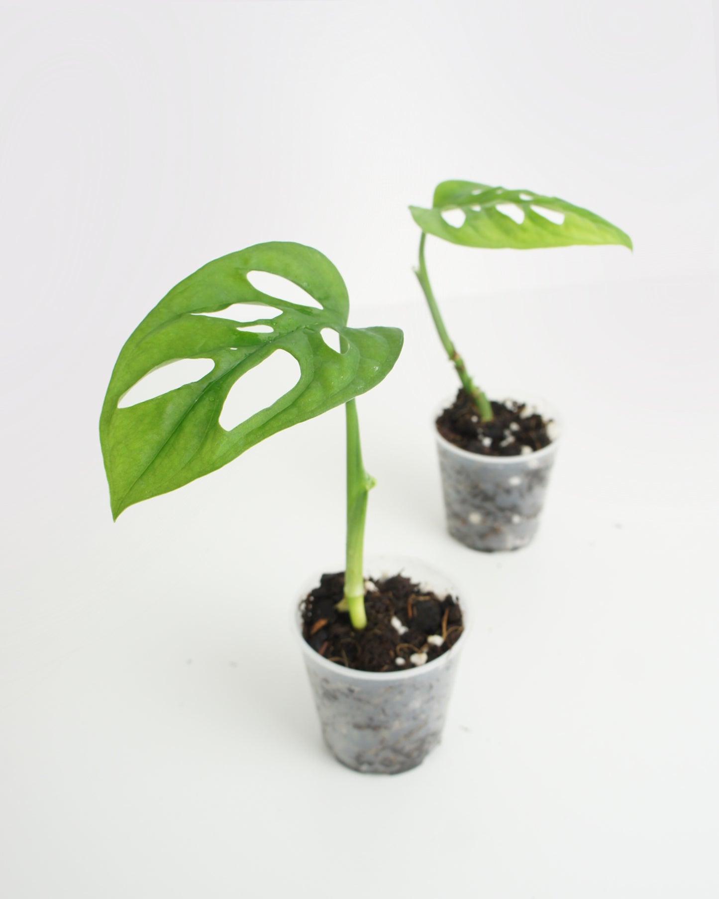 Monstera Adansonii - mini