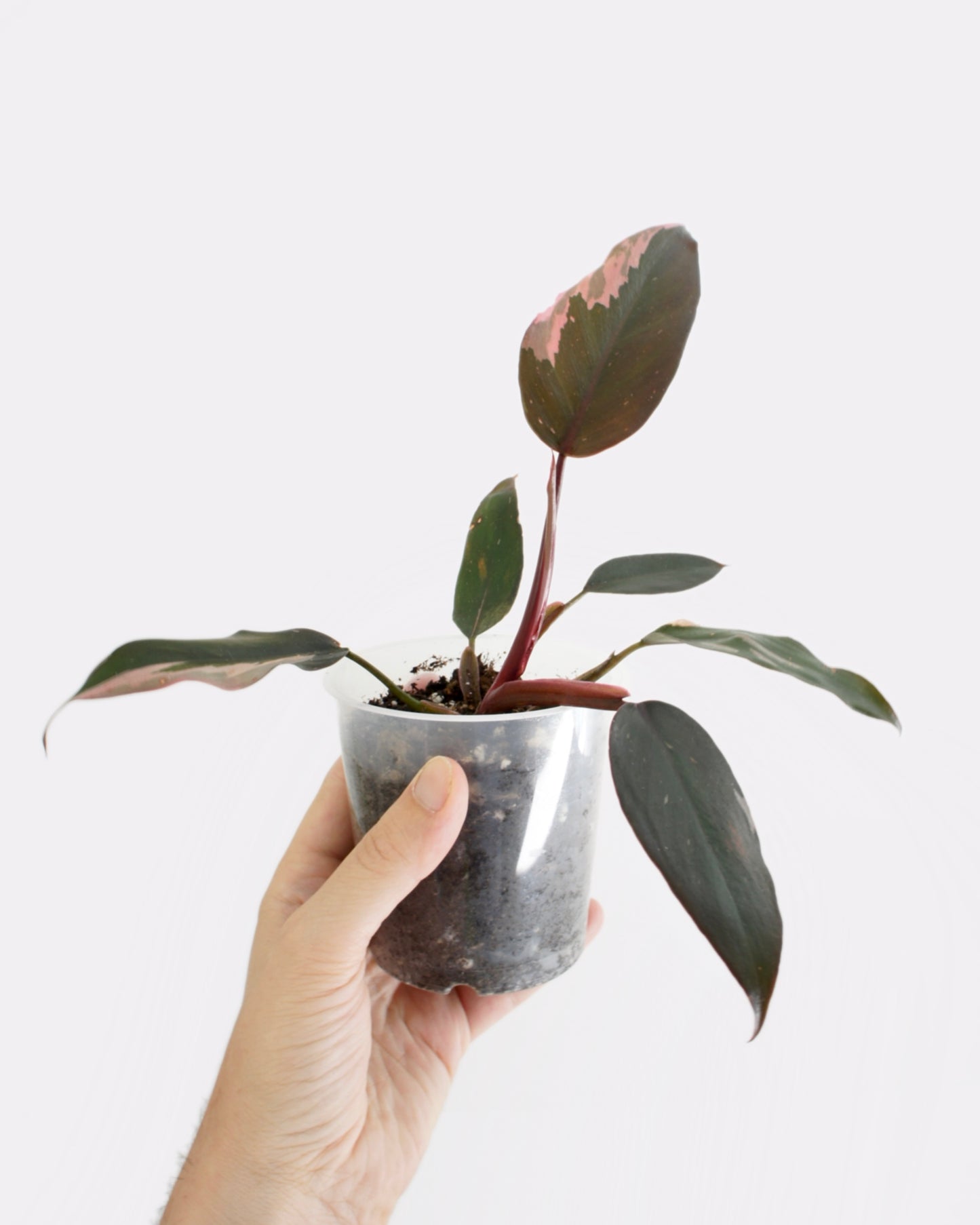 Philodendron Erubescens - Pink Princess
