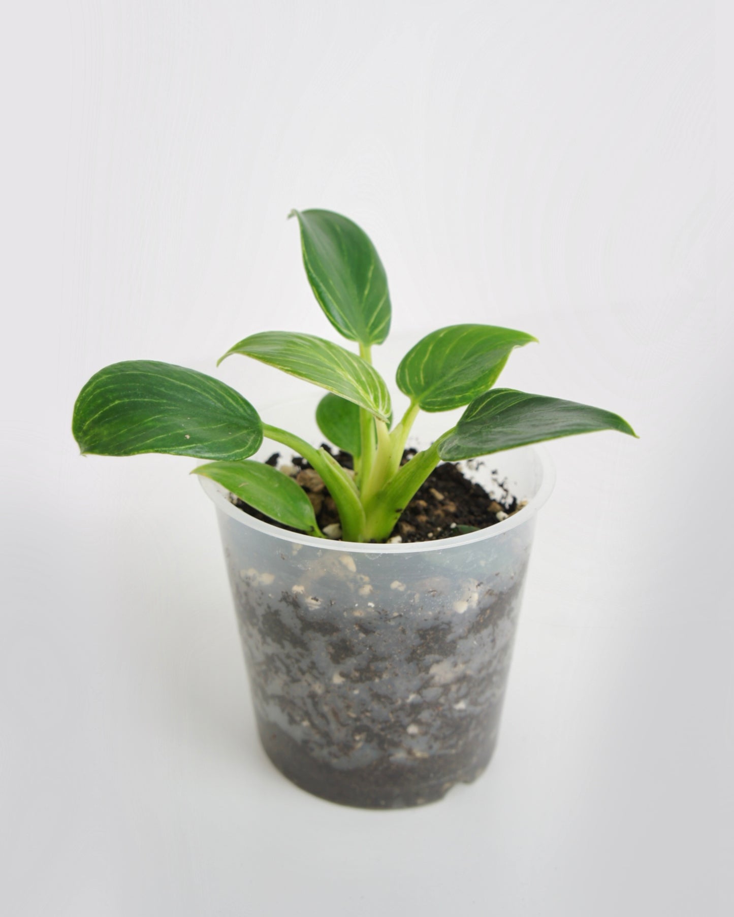 Philodendron Birkin