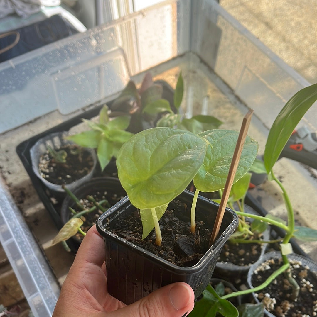 Alocasia Silver Dragon - mini