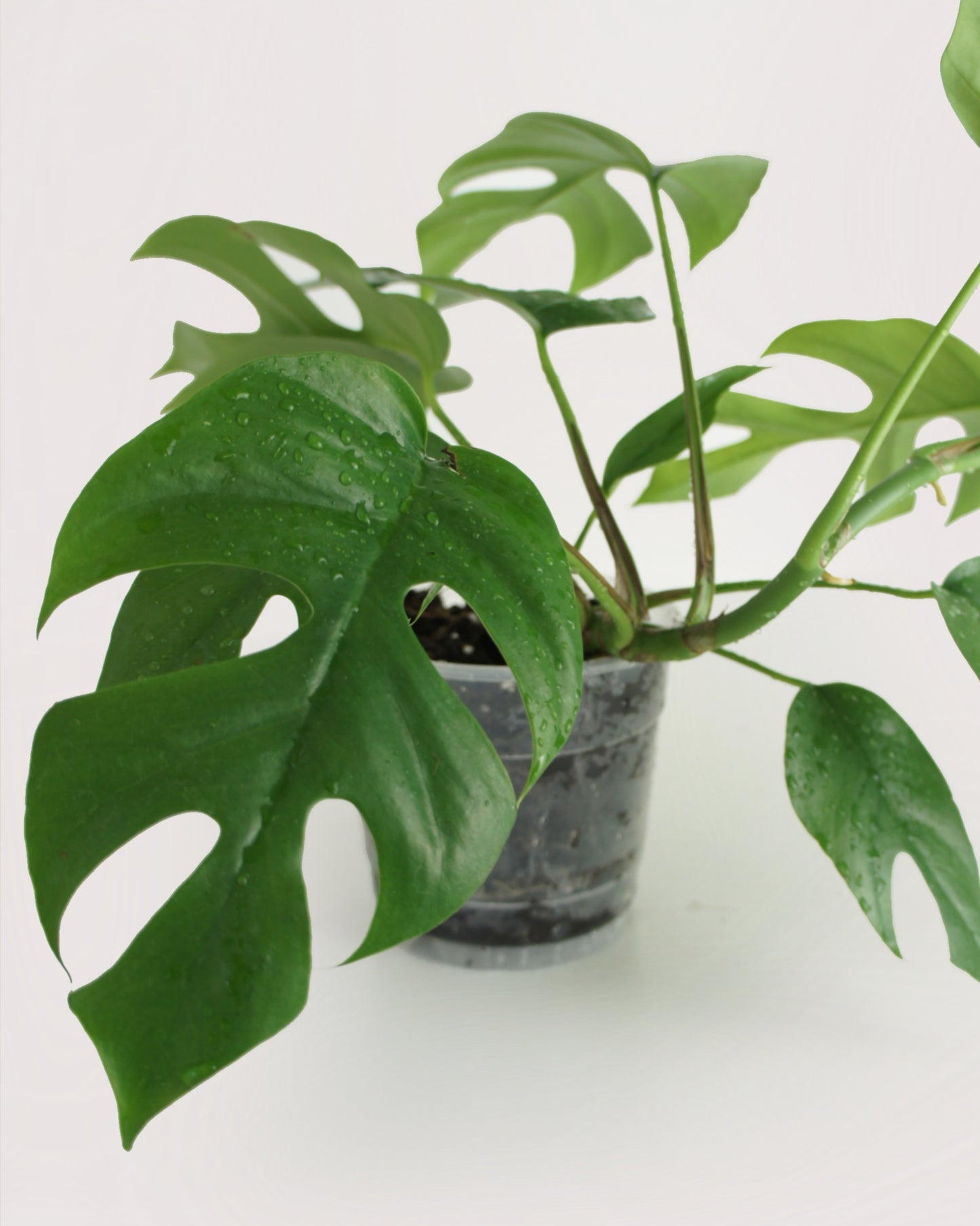 Rhaphidophora Tetrasperma - monstera minima