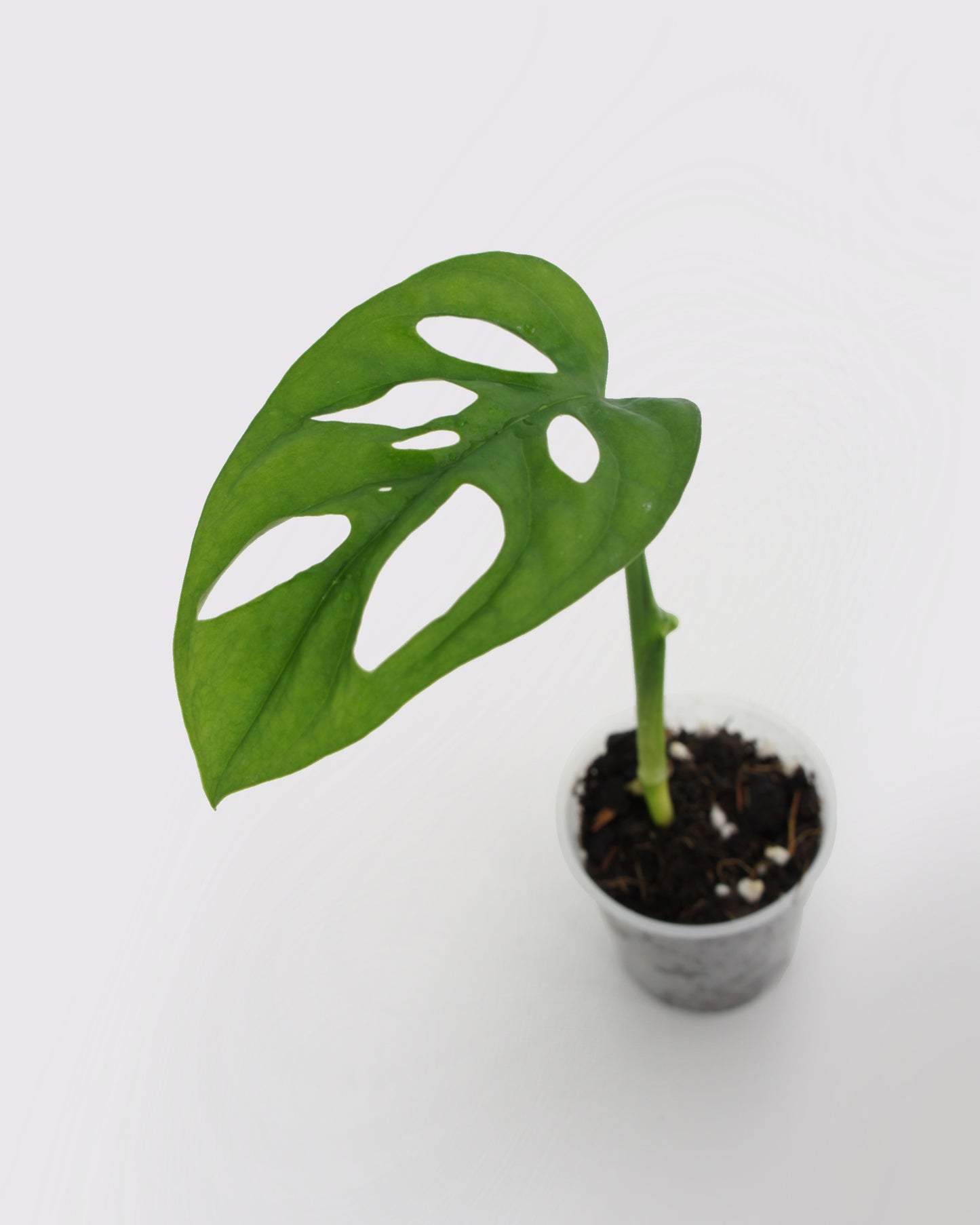 Monstera Adansonii - mini