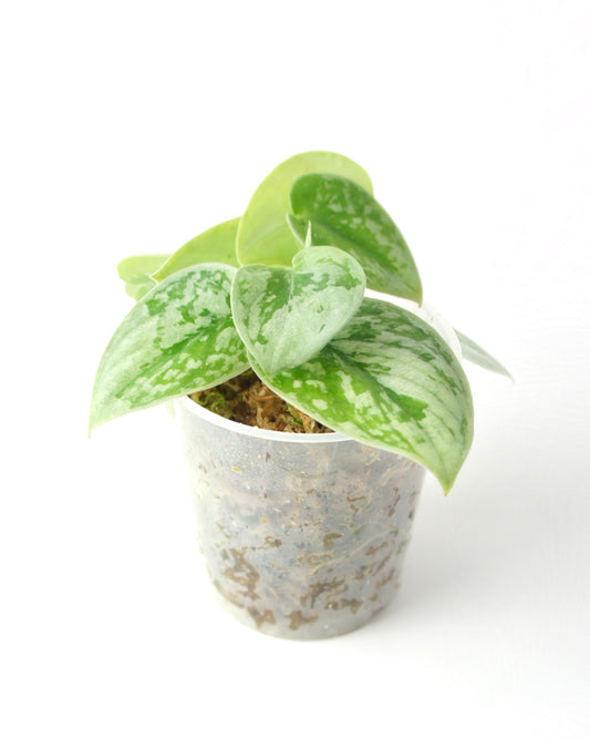 Scindapsus Pictus Silvery Ann