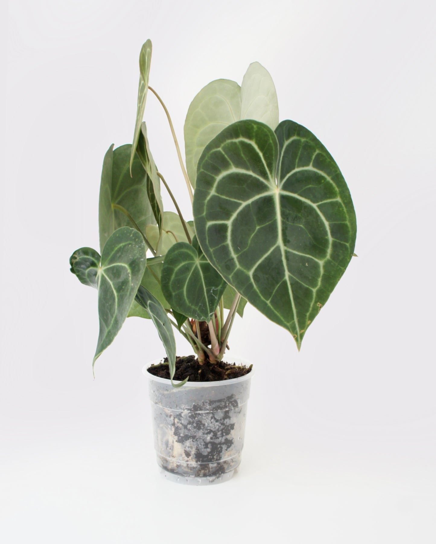 Anthurium Clarinervium