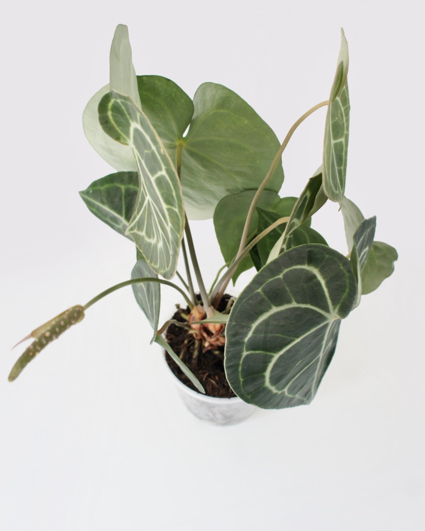 Anthurium Clarinervium