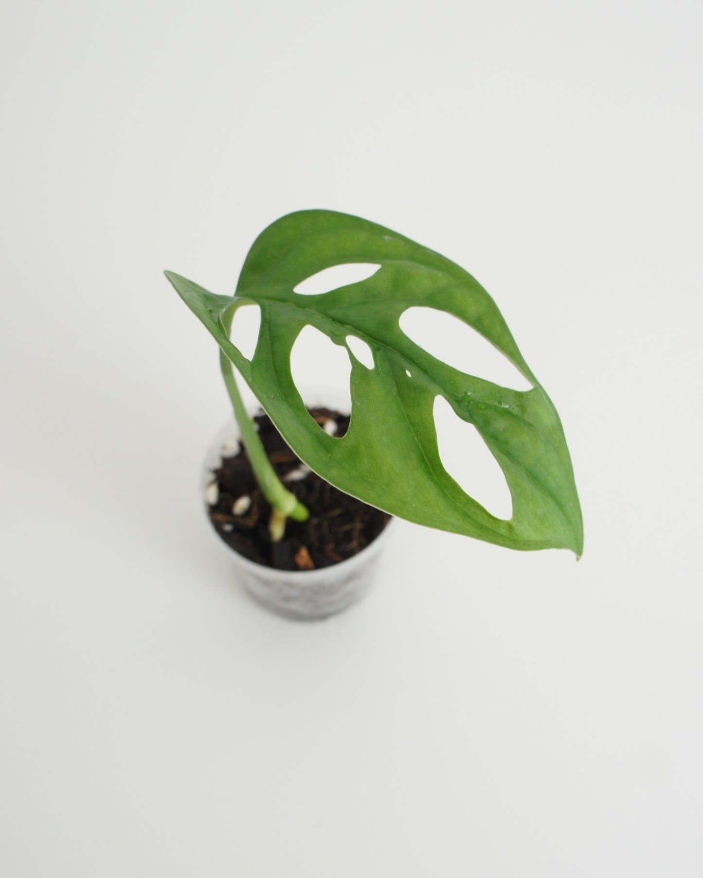 Monstera Adansonii - mini