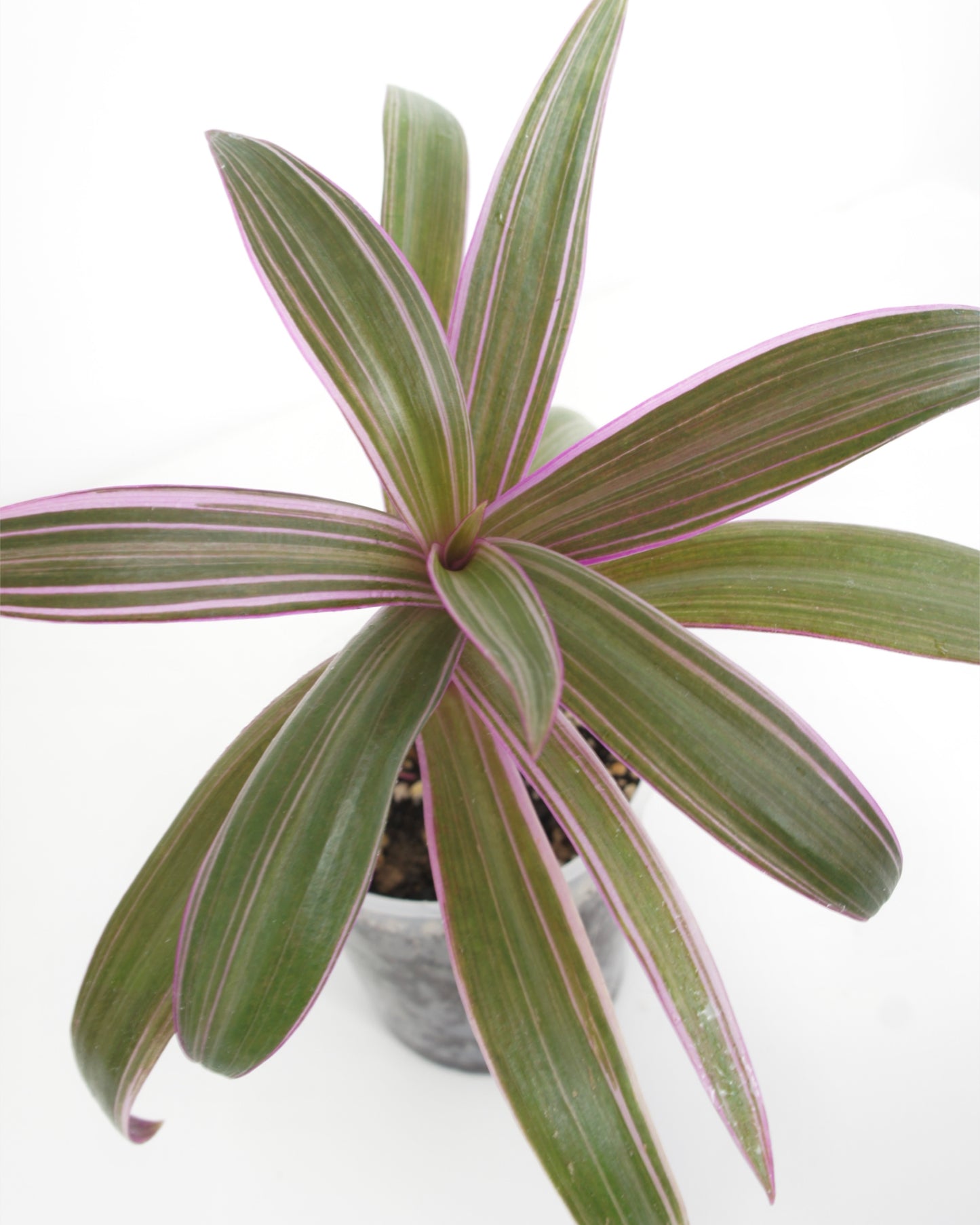 Tradescantia Spathacea - Misère