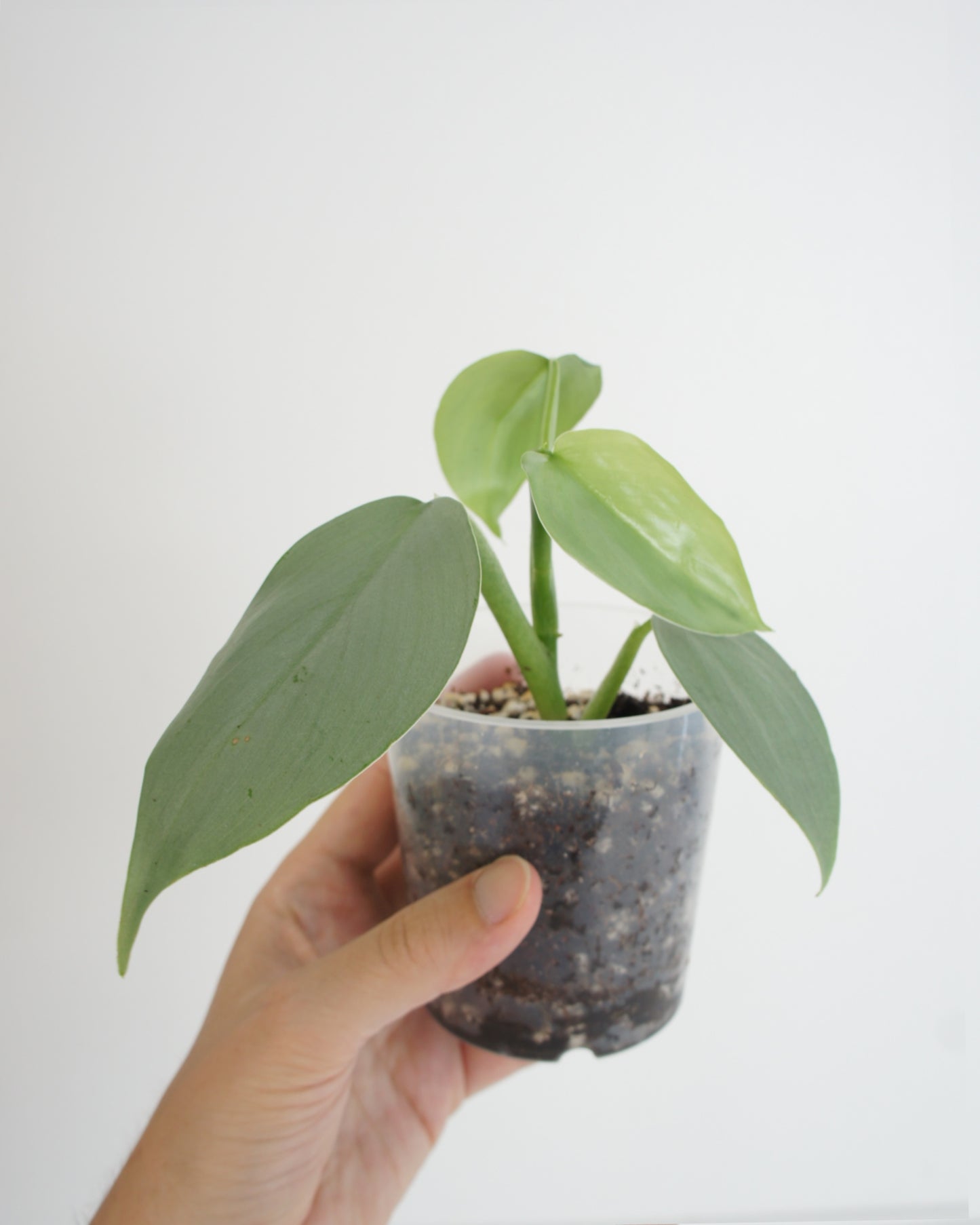 Philodendron Hastatum - Silver Sword