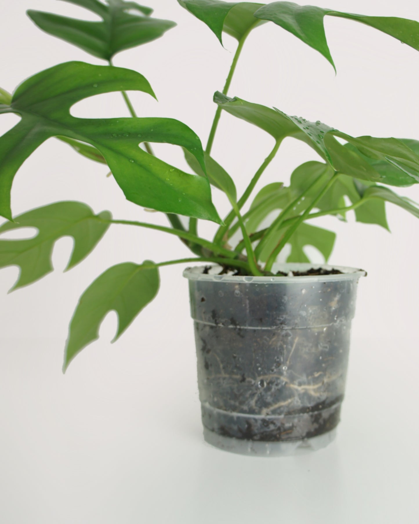 Rhaphidophora Tetrasperma - monstera minima