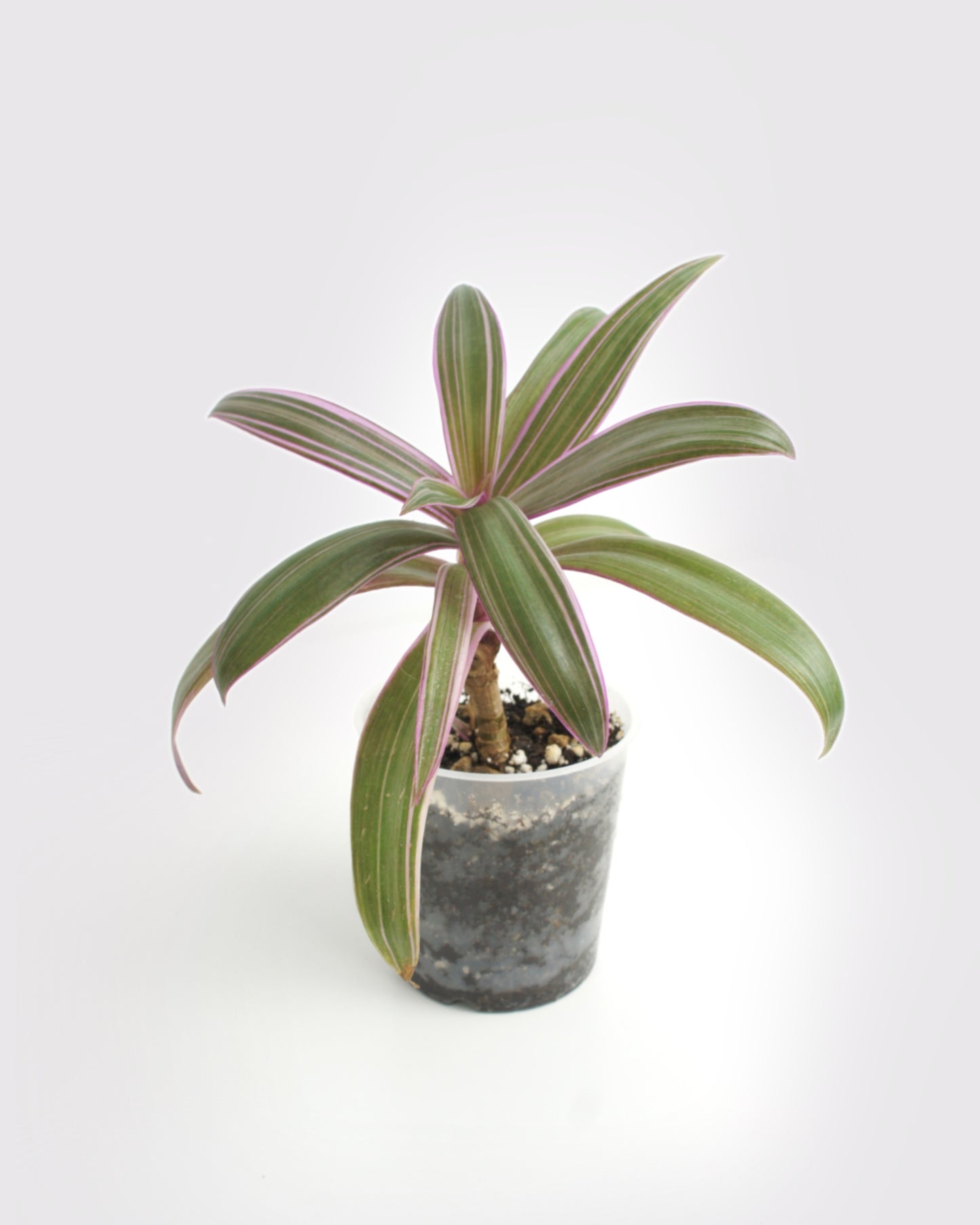 Tradescantia Spathacea - Misère