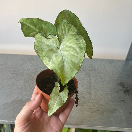 Syngonium White Butterfly - mini