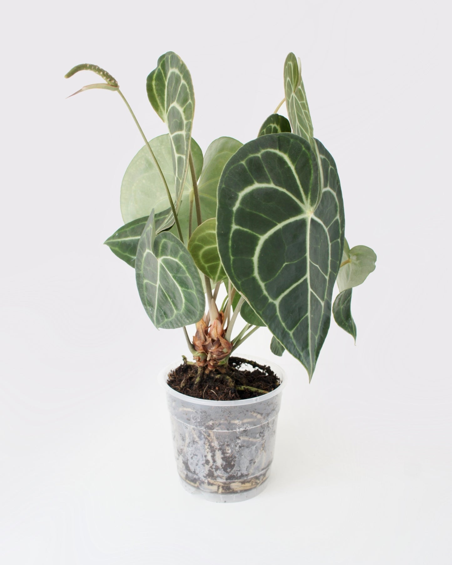 Anthurium Clarinervium