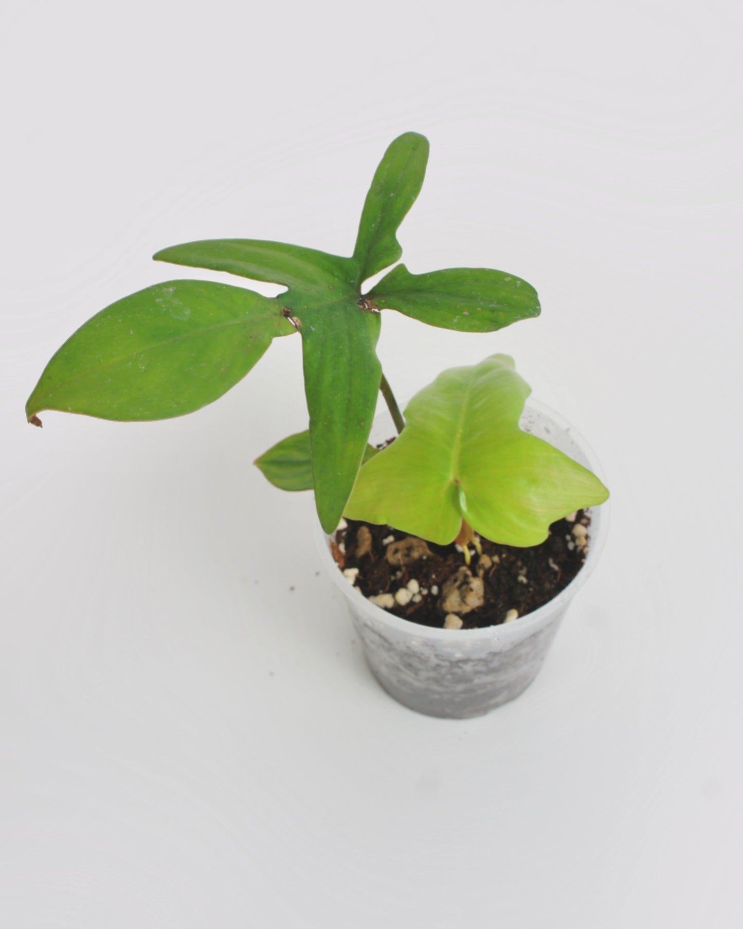Philodendron Pedatum var Pétiole Rouge