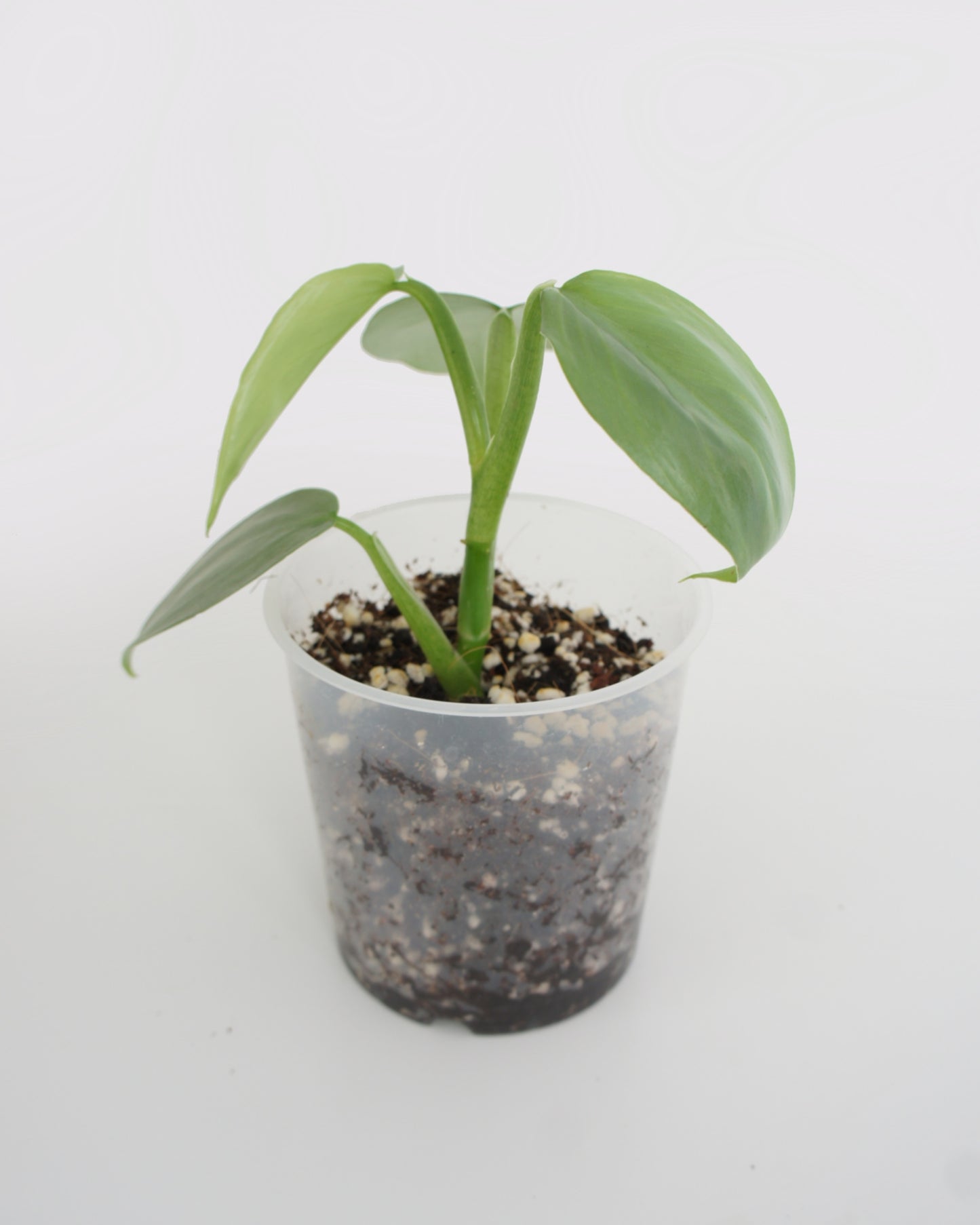 Philodendron Hastatum - Silver Sword
