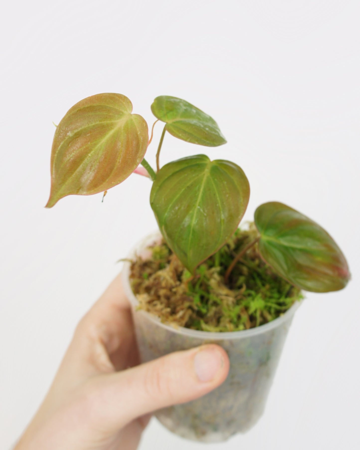 Philodendron Micans Scandens