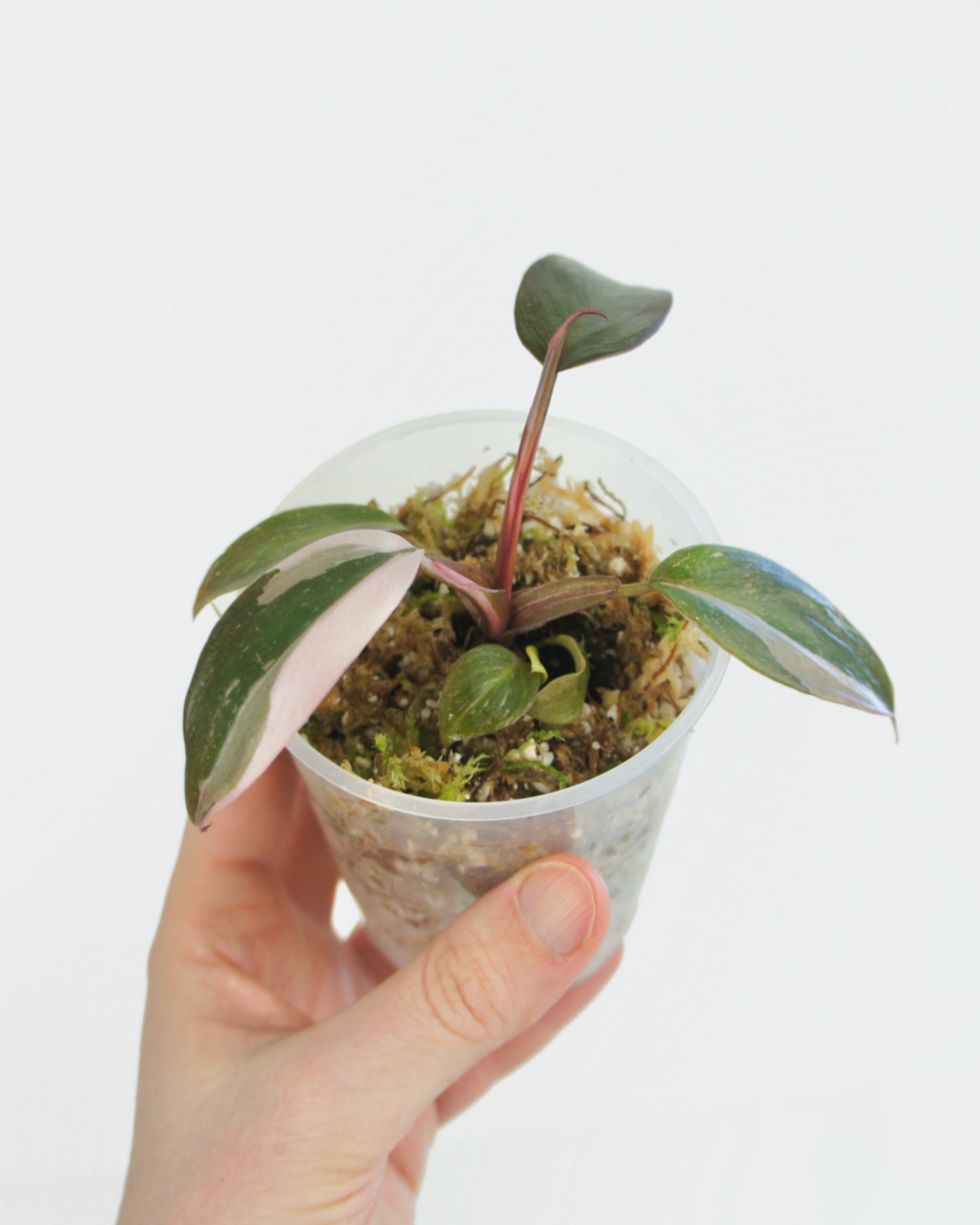 Philodendron Pink Princess